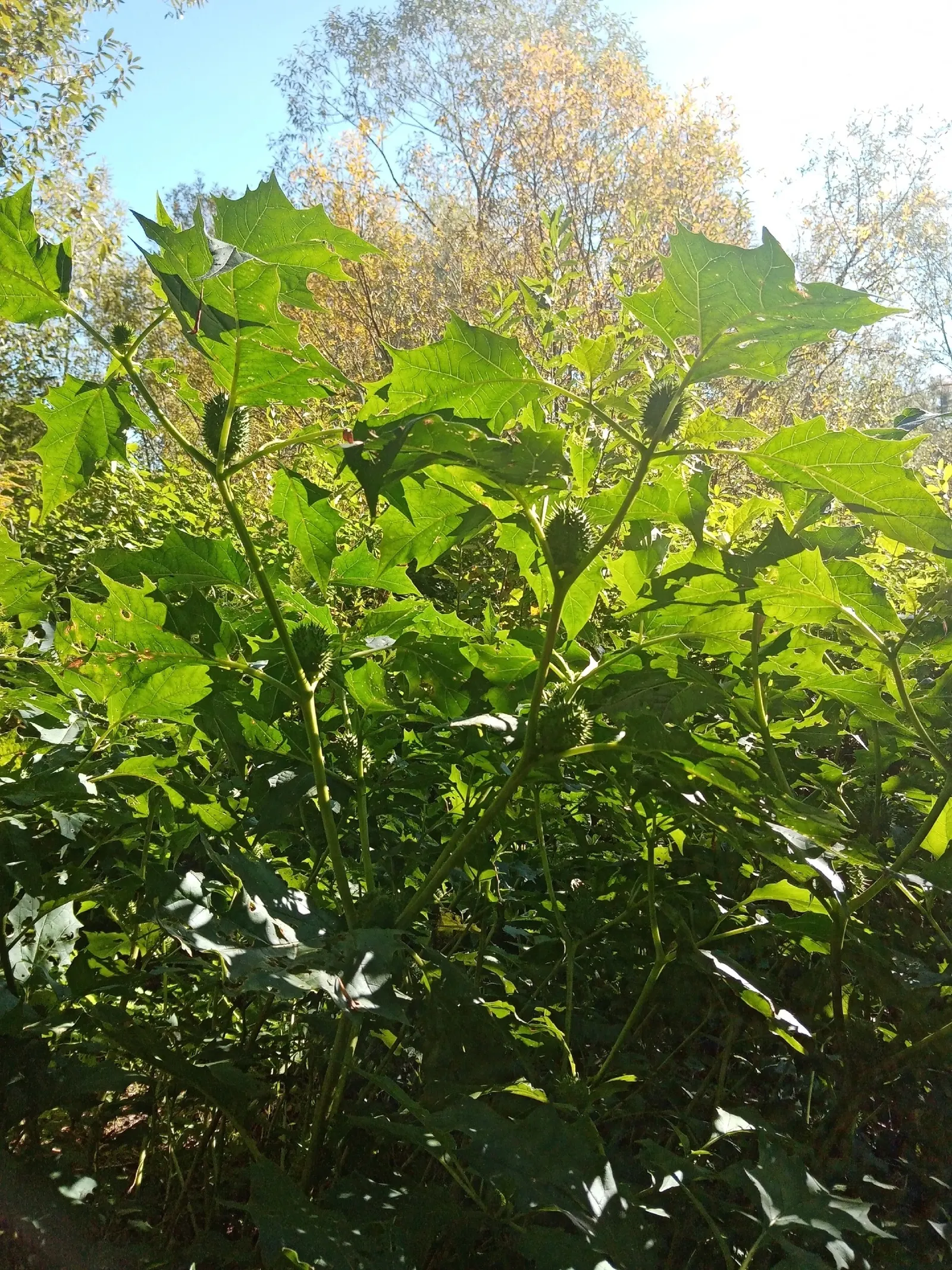 Angel's Trumpet (Brugmansia X Candida) — This perennial prefers full sun to partial shade and thrives in well-draining soil with regular watering