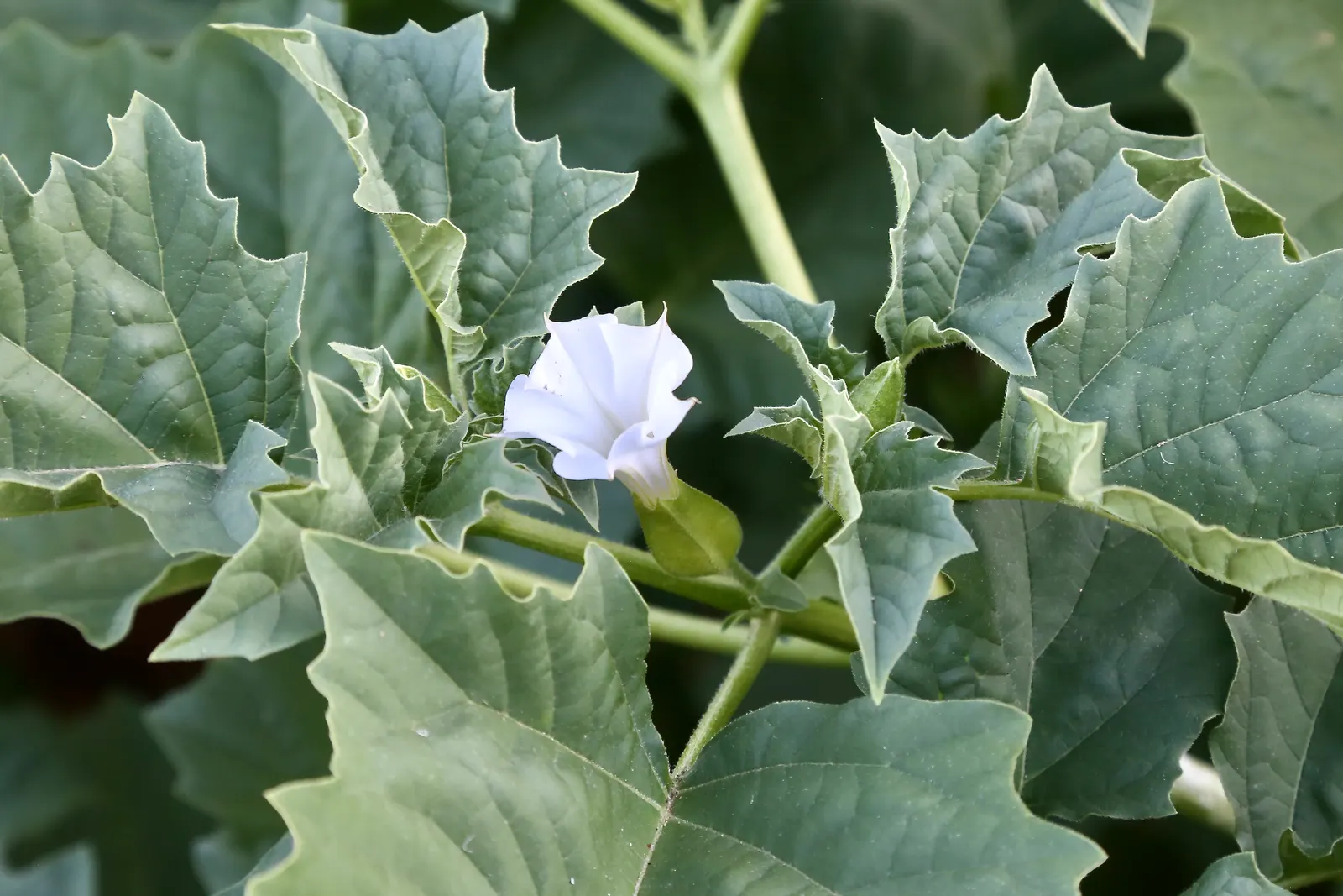Angel's Trumpet (Brugmansia X Candida) — ensuring it complements the overall aesthetic while considering its cultural needs and safety considerations; shrub