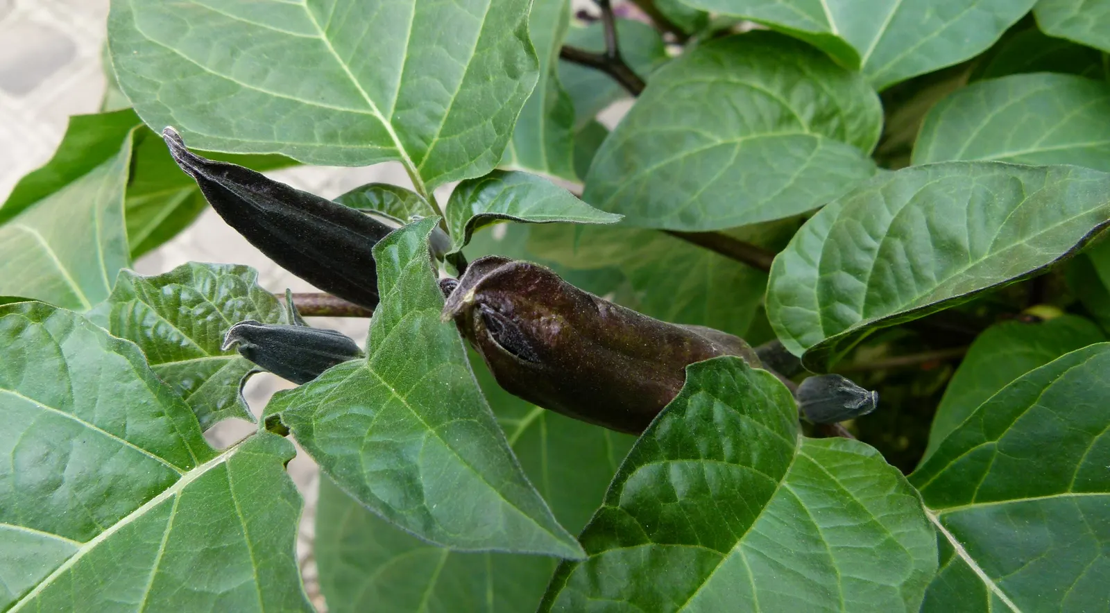 Angel's Trumpet (Brugmansia X Candida) — consider using Datura as a standalone specimen or in groups to create a dramatic visual statement, image 68