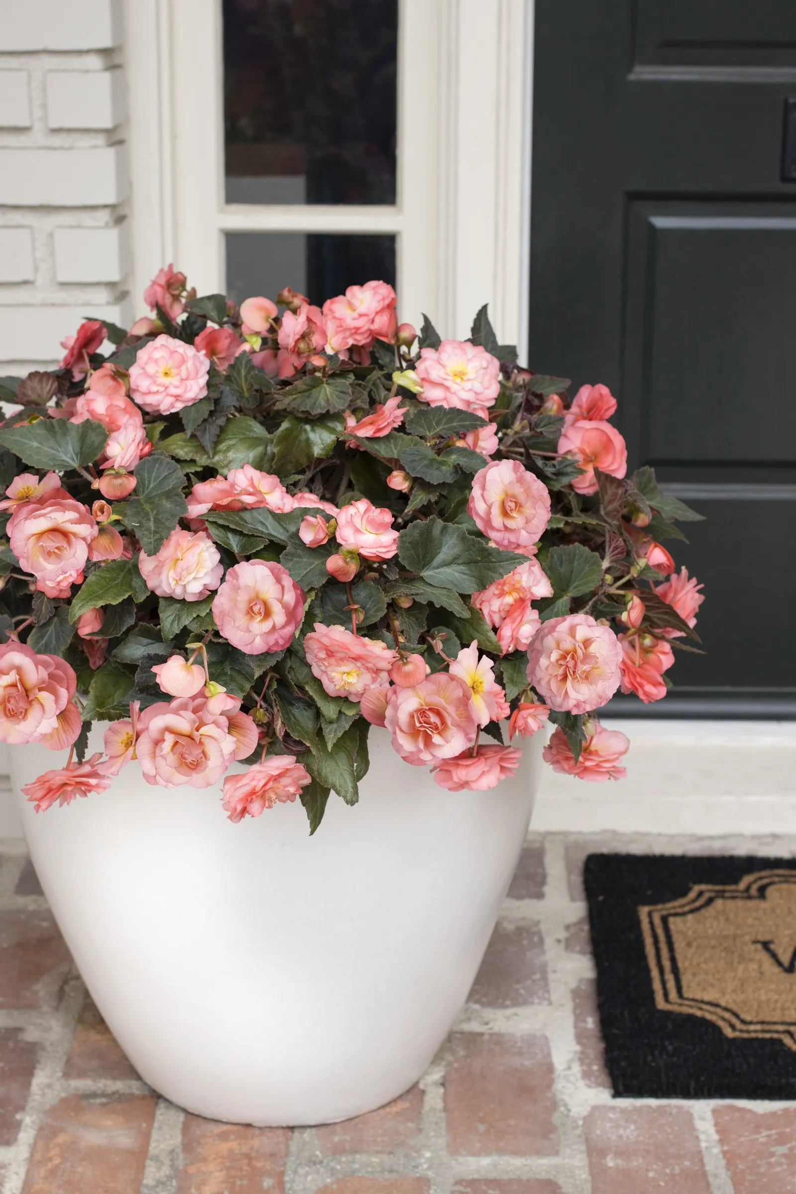 Blush Rose Begonia (Begonia tuberhybrida) — prized for its abundance of lightly fragrant