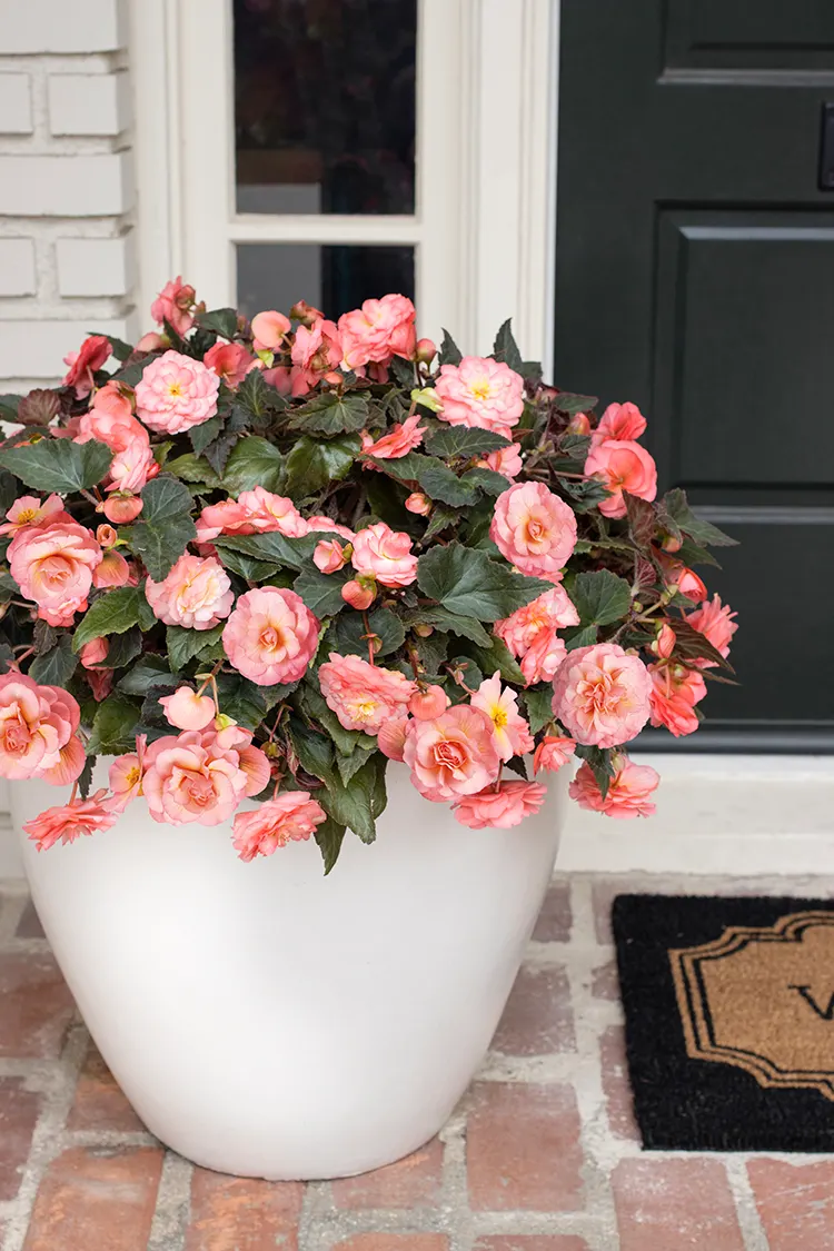 Blush Rose Begonia (Begonia tuberhybrida) — Hardy in USDA Zones 9b-11