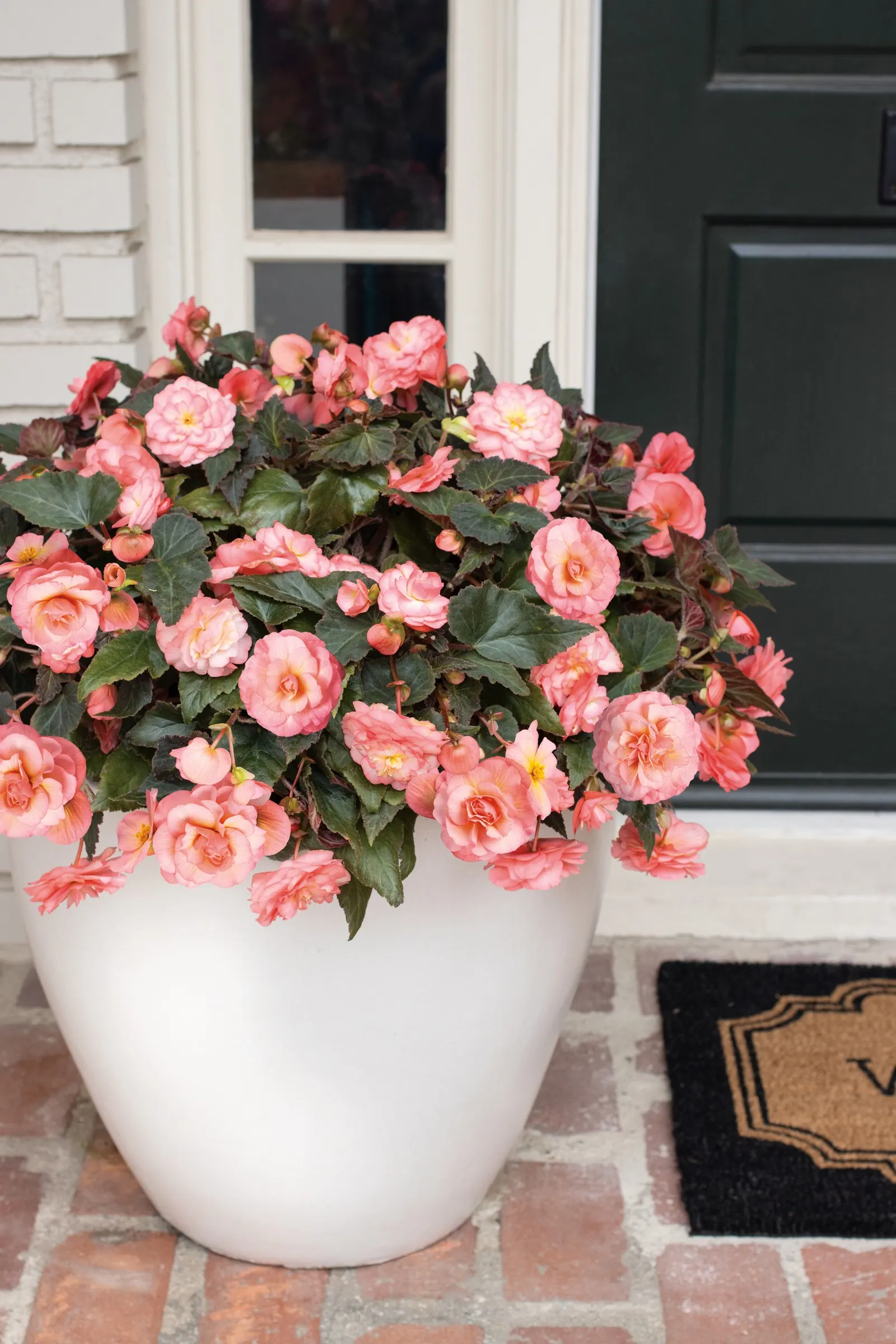 Blush Rose Begonia (Begonia tuberhybrida) — and gardeners often note that it remains beautiful late into the season