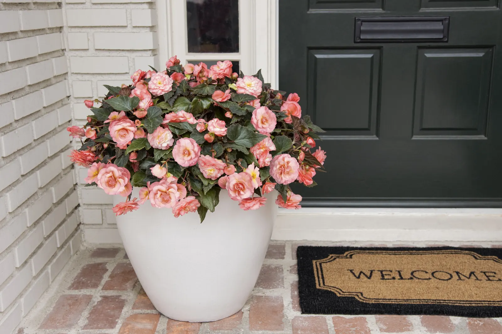 Blush Rose Begonia (Begonia tuberhybrida) — pairing beautifully with silver foliage