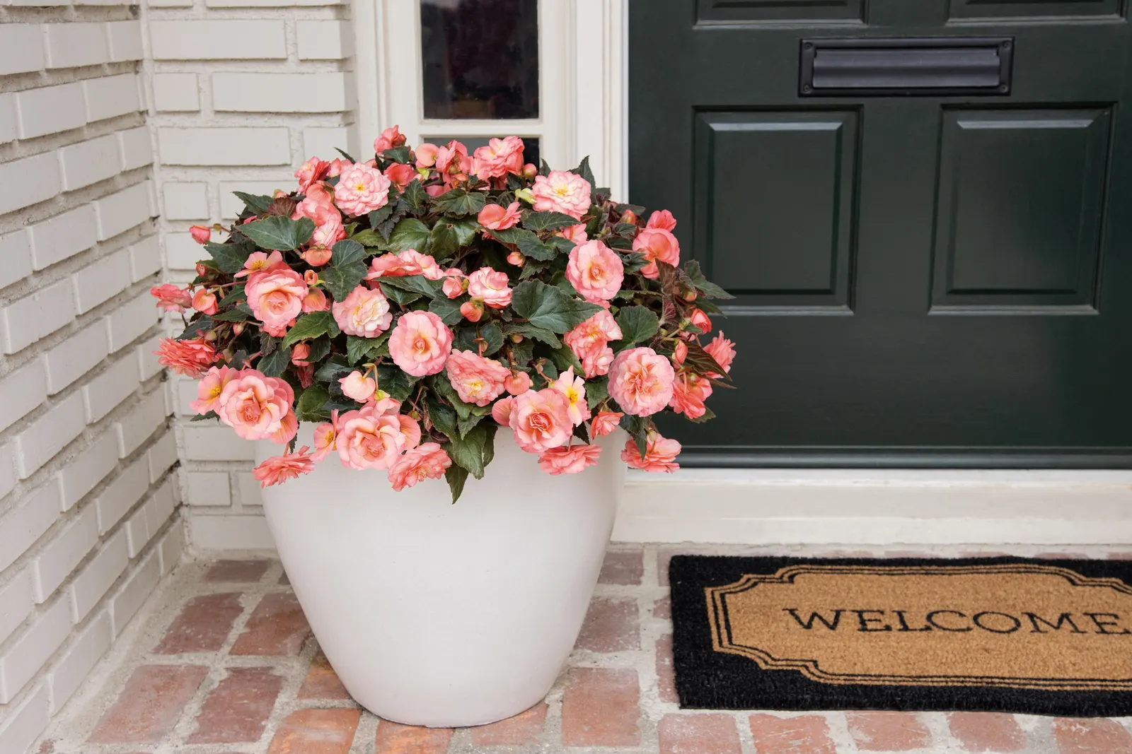 Blush Rose Begonia (Begonia tuberhybrida) — drying conditions for too long