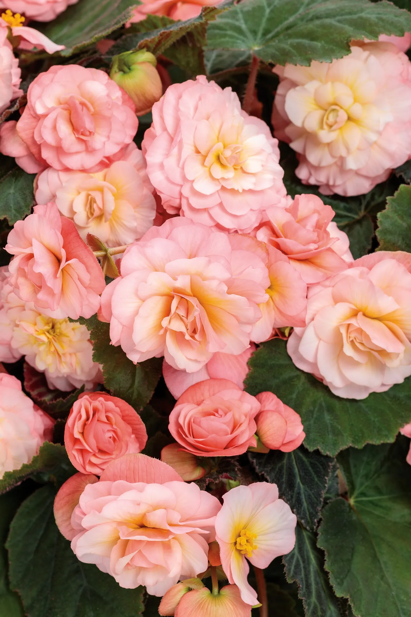 Blush Rose Begonia (Begonia tuberhybrida) — commonly referred to as Blush Rose Begonia; where it receives bright light without sitting in harsh