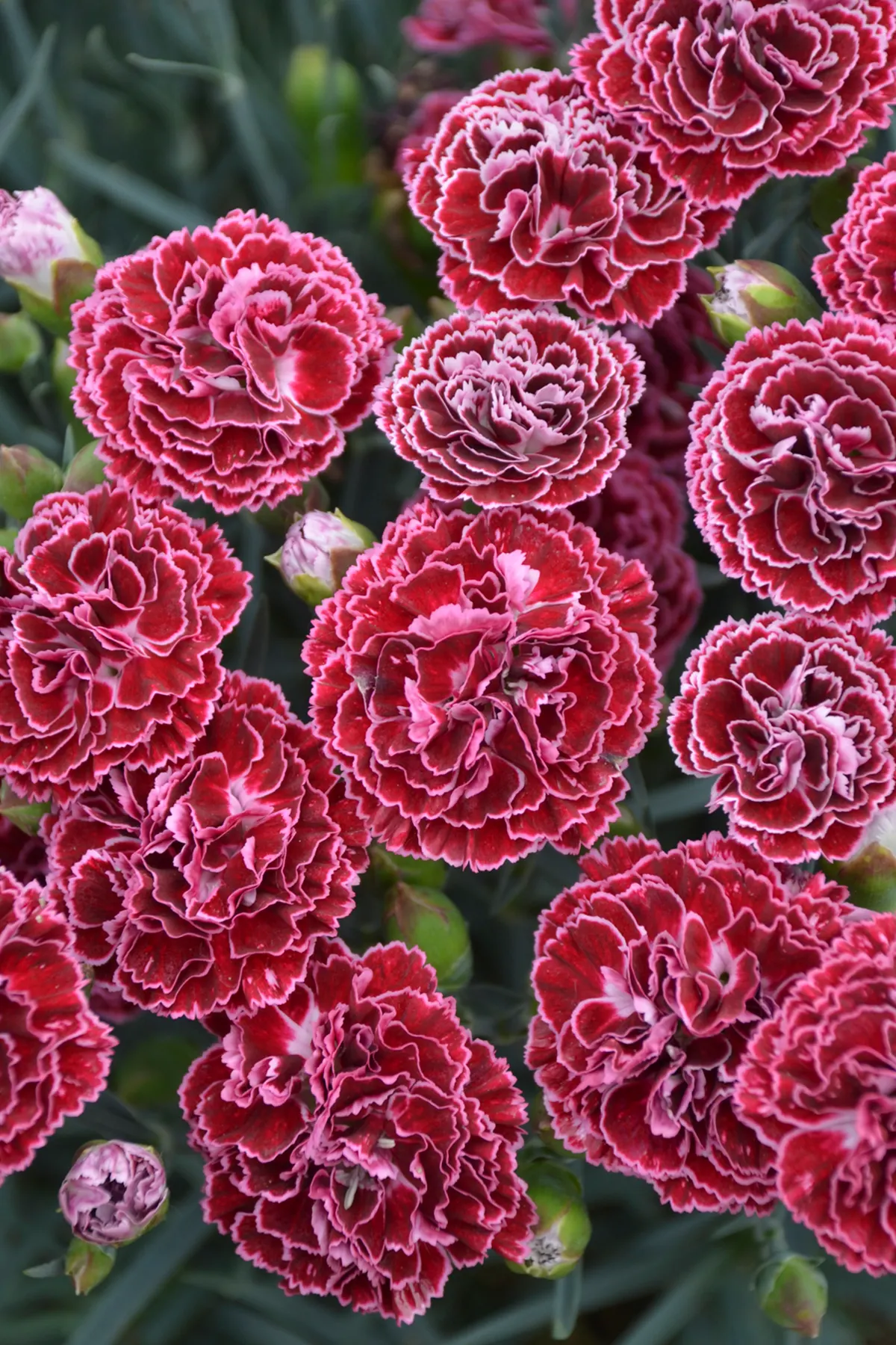 'Cherry Vanilla' Pinks (Dianthus hybrid) — Proven Winners - Fruit Punch® 'Cherry Vanilla' - Pinks - Dianthus hybrid red deep red plant details