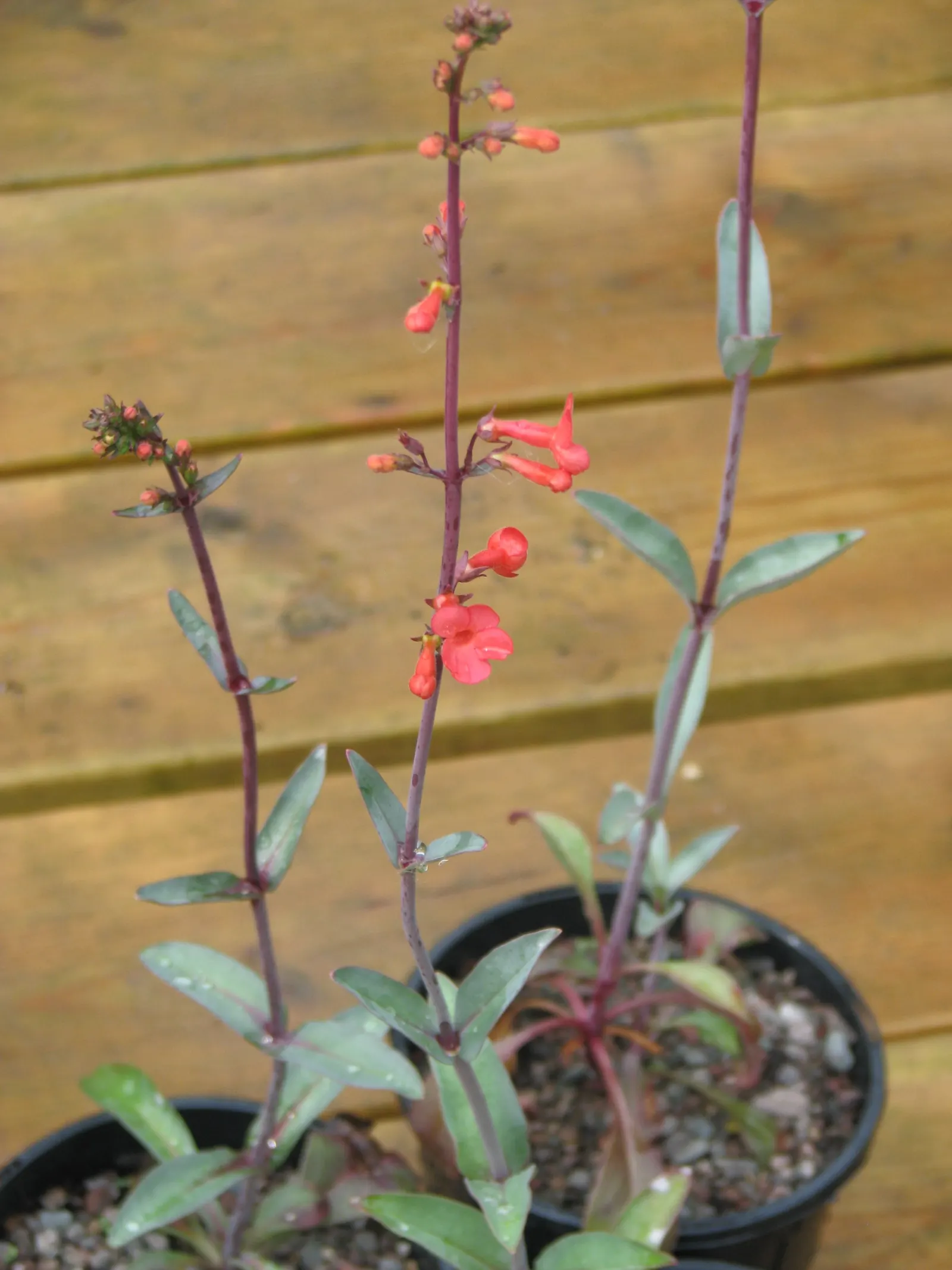 Red Rose Penstemon (Penstemon Superbus) — Low-water needs and hummingbird allure make it an excellent xeriscape specimen