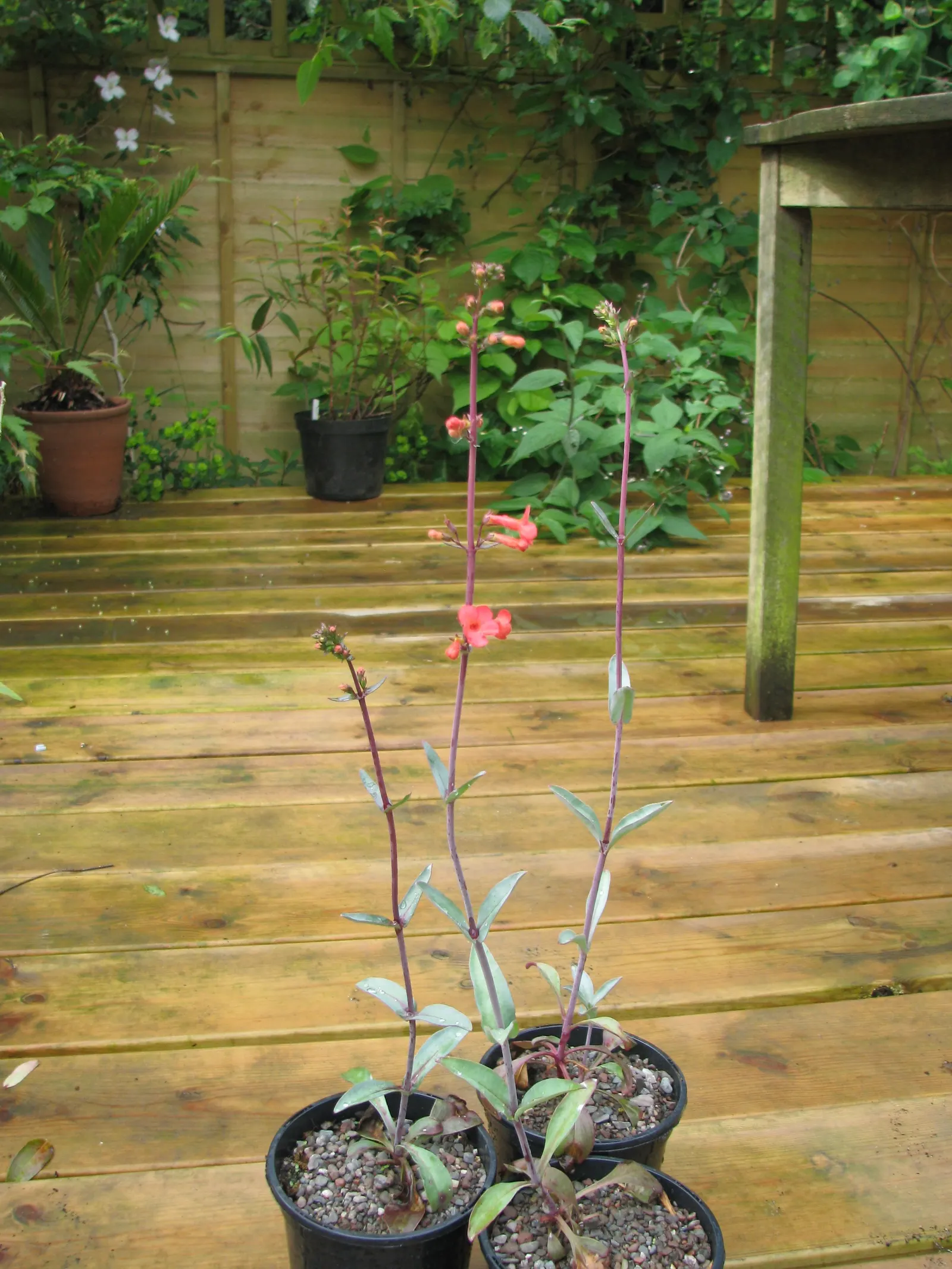 Red Rose Penstemon (Penstemon Superbus) — Flourishing in zones 6-10, it thrives under full sun to partial shade