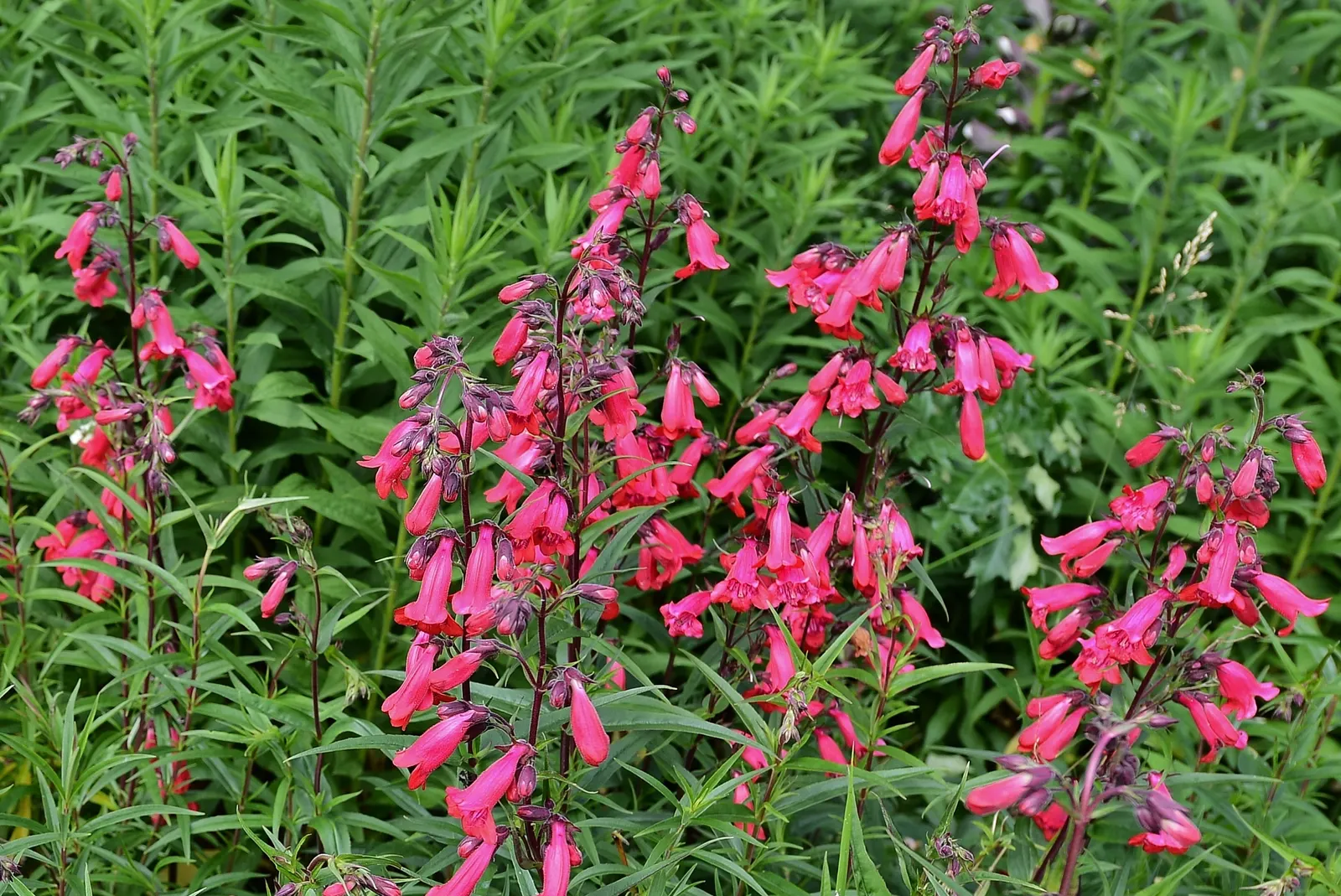 Red Rose Penstemon (Penstemon Superbus) — Blooms appear from late spring to early summer, providing a striking visual accent in arid garden designs