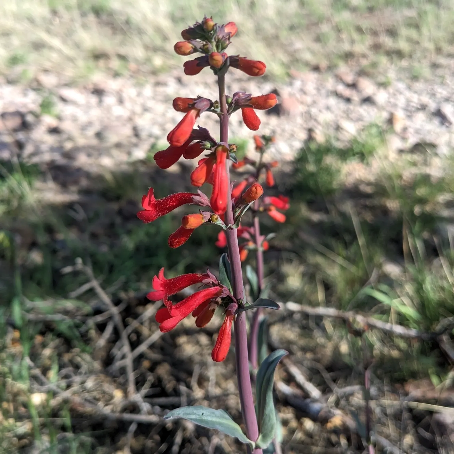 Red Rose Penstemon (Penstemon Superbus) — This perennial reaches 2-3 feet in height and spreads 1-2 feet, demanding well-draining soil