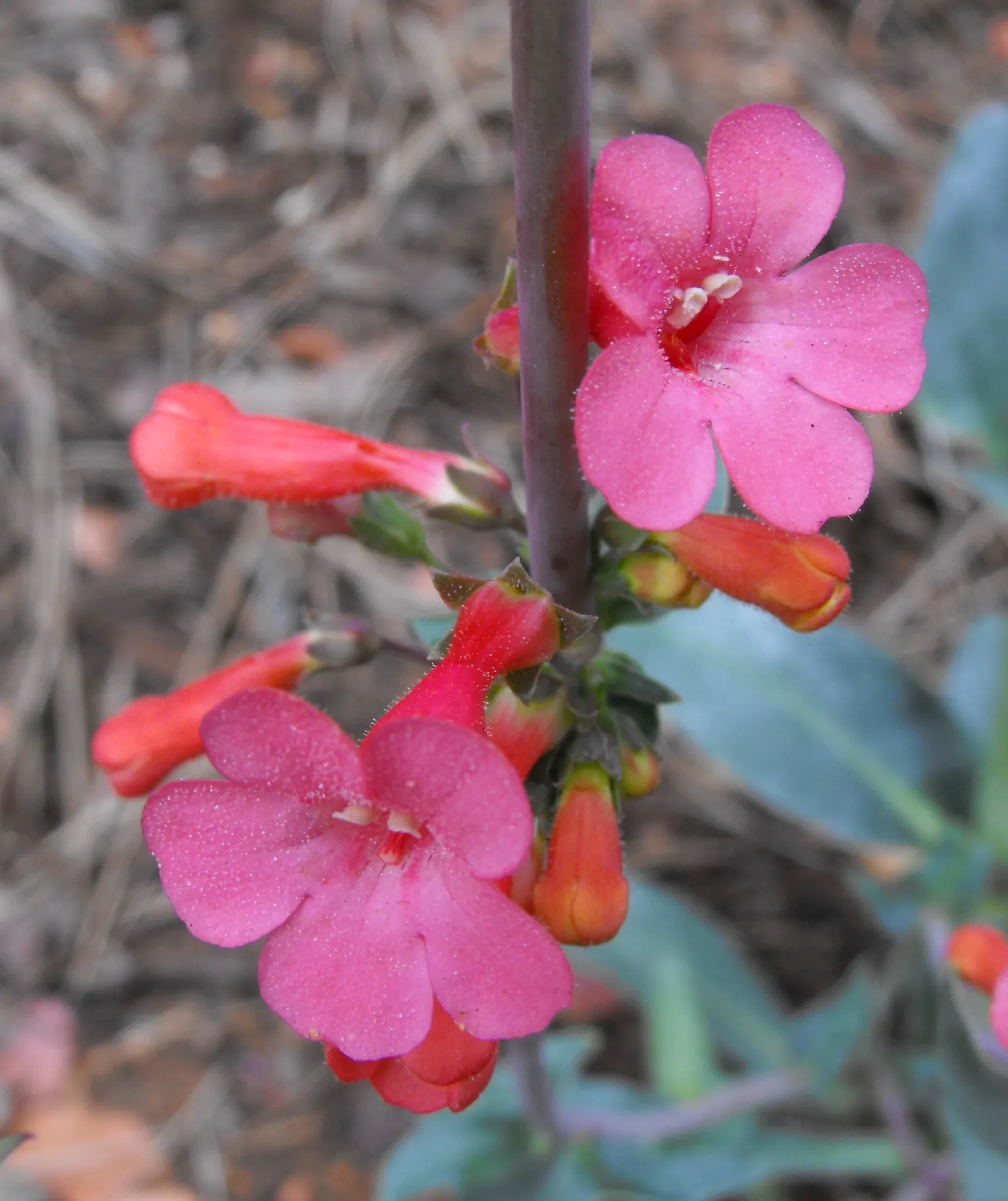 Red Rose Penstemon (Penstemon Superbus) — pink and red flowers in the garden