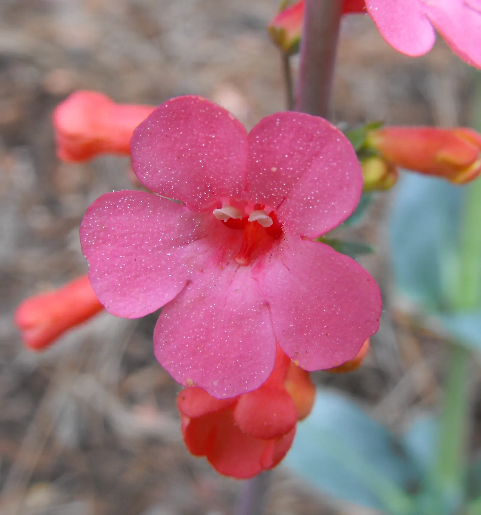 Red Rose Penstemon (Penstemon Superbus) — The Red Rose Penstemon (Penstemon superbus) enchants with trumpet-shaped blooms in vibrant cerise