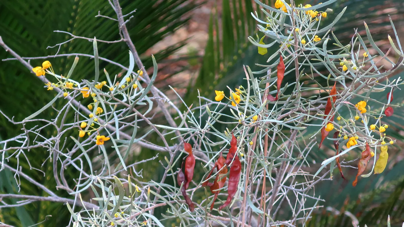 Silver Leaf Cassia (Senna Phyllodinea) — spans 5-8 feet in height and spreads equally wide
