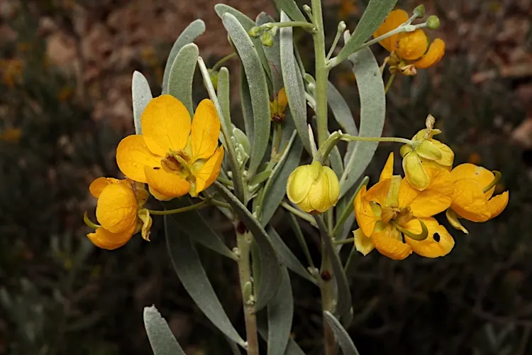 Silver Leaf Cassia (Senna Phyllodinea) — It showcases silvery-blue foliage and thrives in USDA zones 8-11
