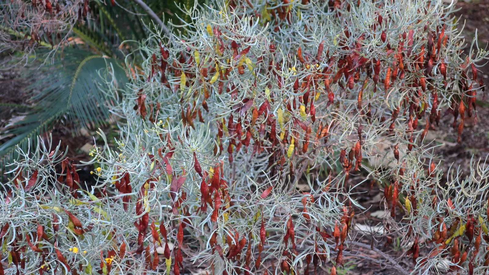 Silver Leaf Cassia (Senna Phyllodinea) — a visually striking shrub