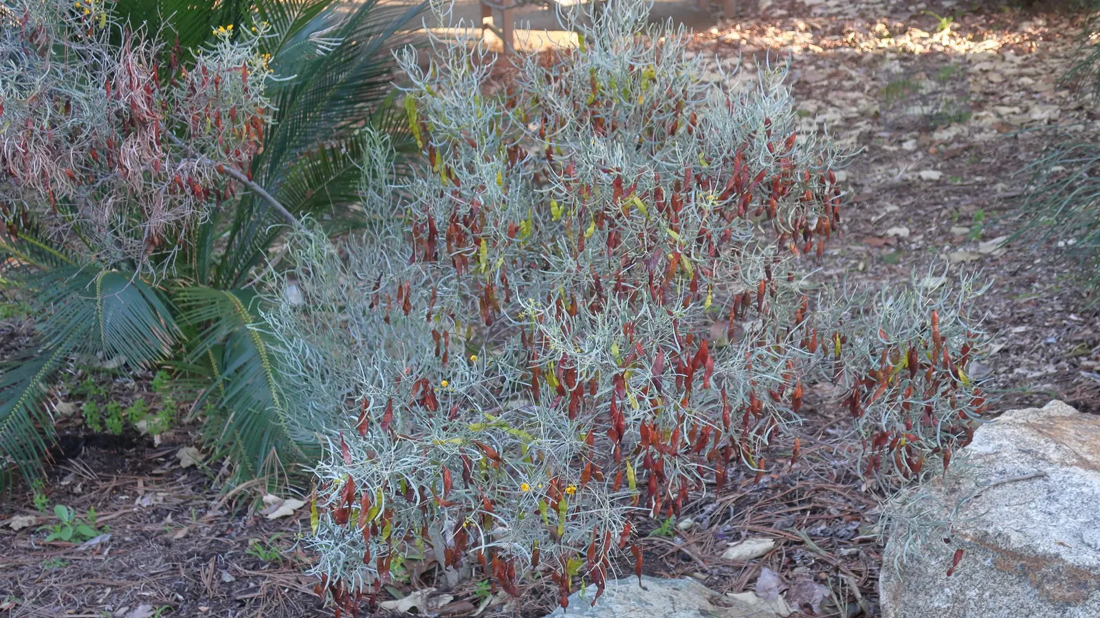 Silver Leaf Cassia (Senna Phyllodinea) — The Silver Leaf Cassia (Senna phyllodinea)