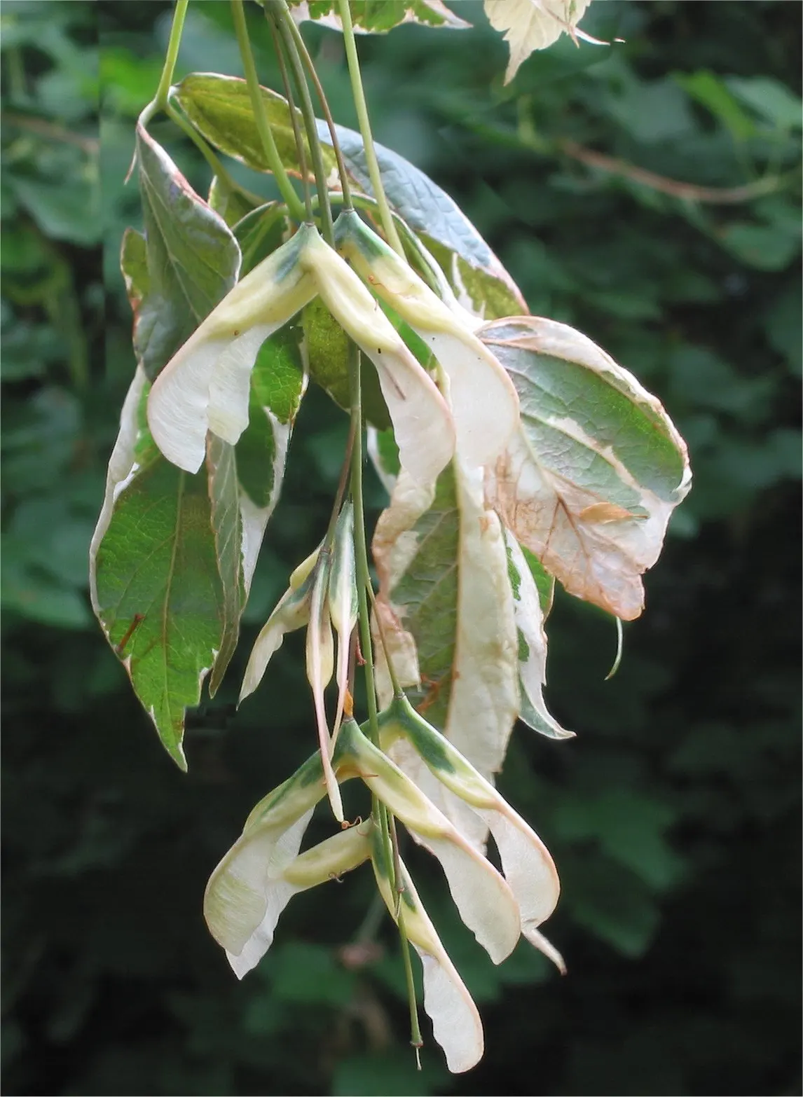 Variegated Box Elder (Acer Negundo 'Variegatum') — The tree adds visual appeal with its unique leaf variegation