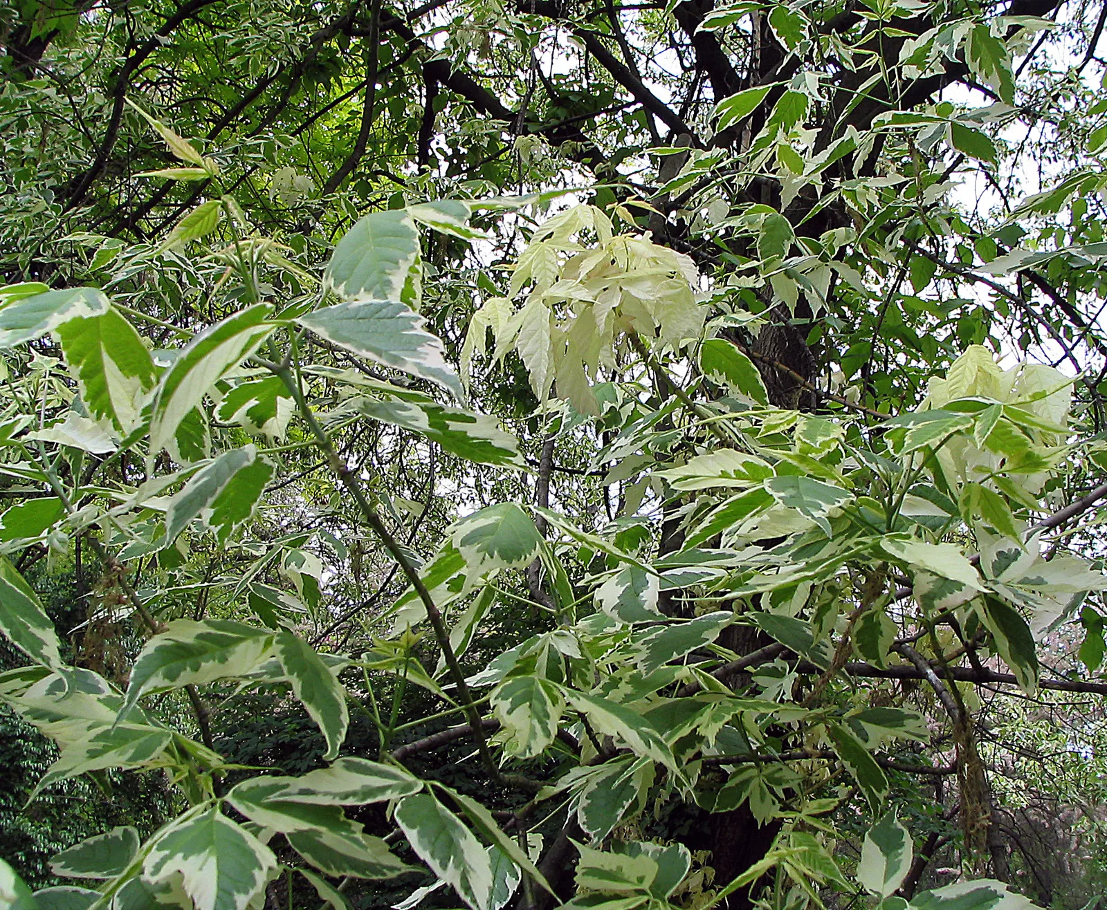 Variegated Box Elder (Acer Negundo 'Variegatum') — is a distinctive and visually alluring deciduous tree