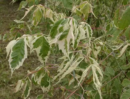 Variegated Box Elder (Acer Negundo 'Variegatum') — celebrated for its striking foliage