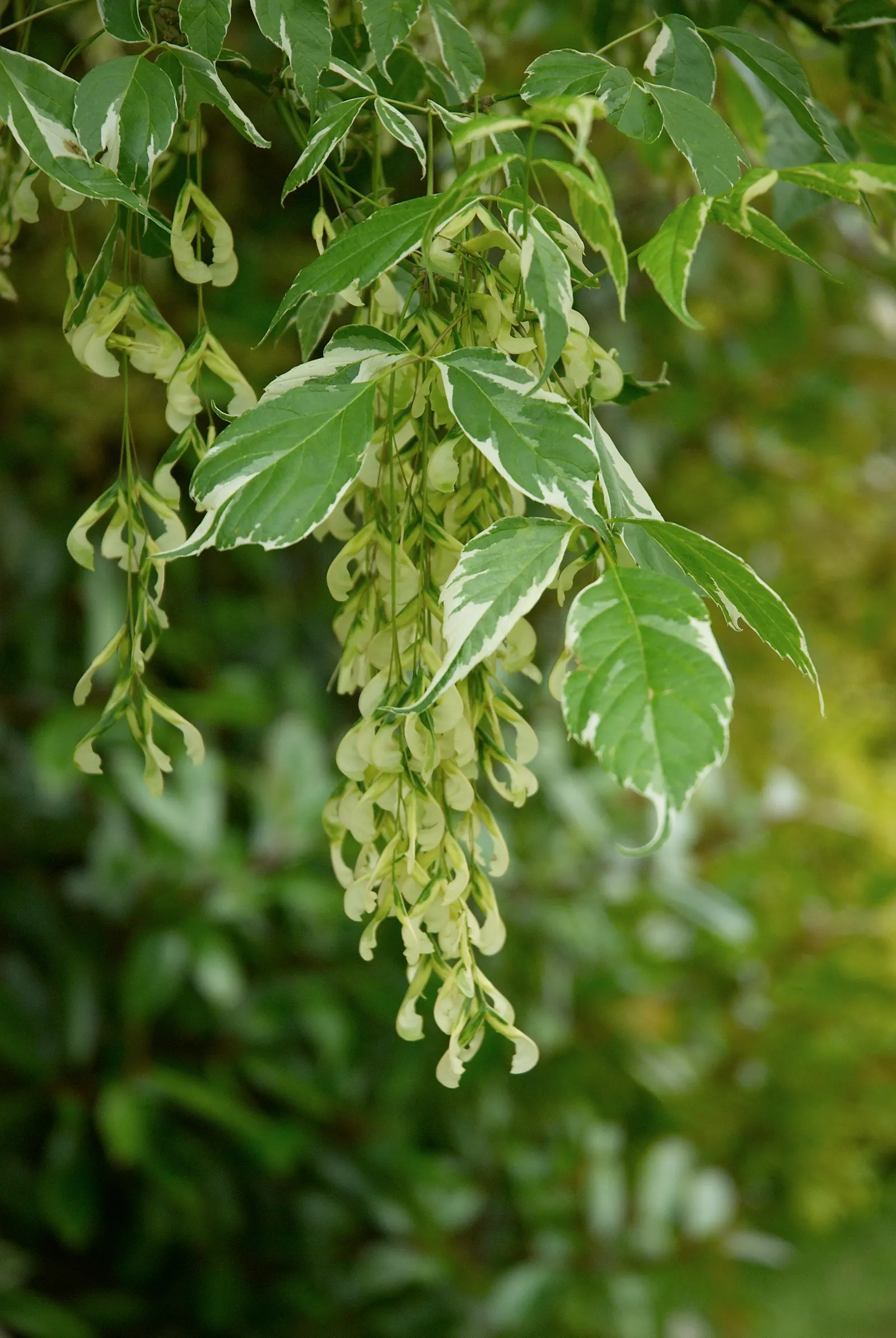 Variegated Box Elder (Acer Negundo 'Variegatum') — It typically reaches 30-50 feet in height with a spread of 20-30 feet
