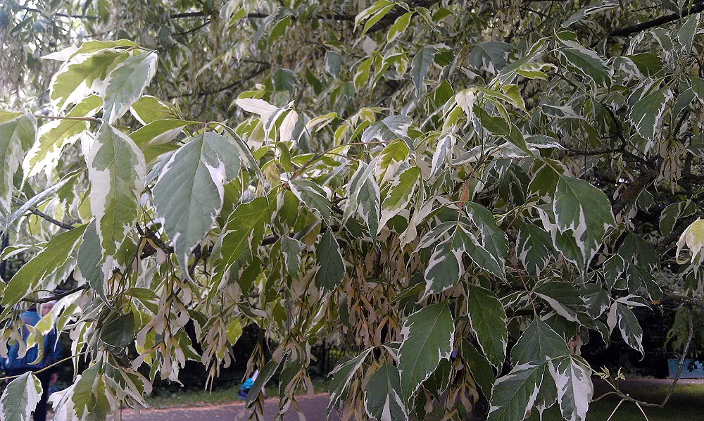 Variegated Box Elder (Acer Negundo 'Variegatum') — This cultivar of the Box Elder family carries leaves uniquely splashed with creamy hues