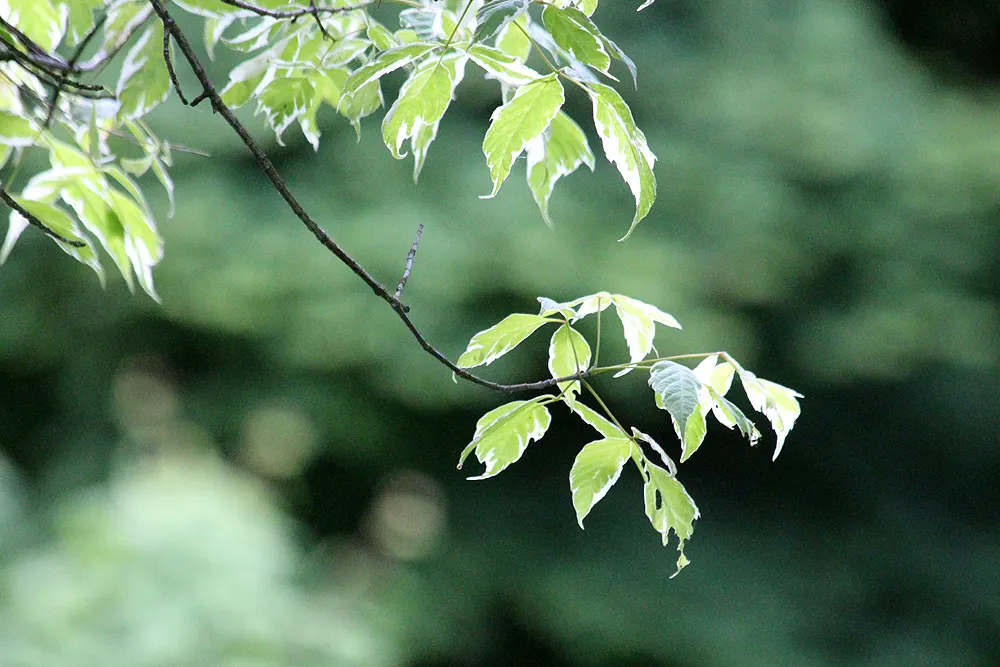 Variegated Box Elder (Acer Negundo 'Variegatum') — scientifically termed Acer negundo 'Variegatum'