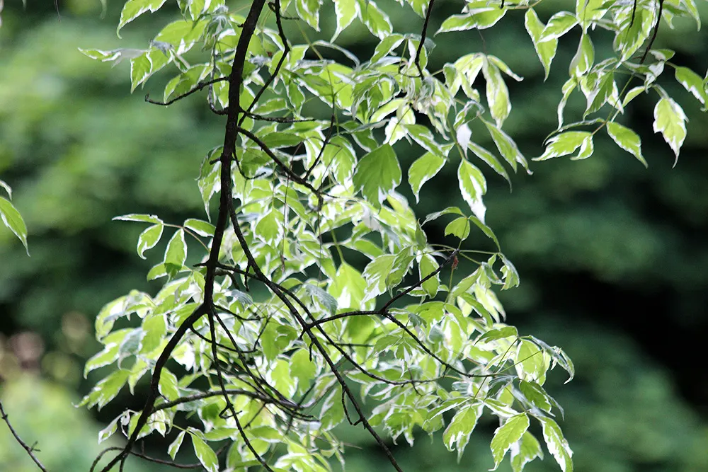 Variegated Box Elder (Acer Negundo 'Variegatum') — This hardy species is adaptable to various soil conditions and thrives in full sun to partial shade