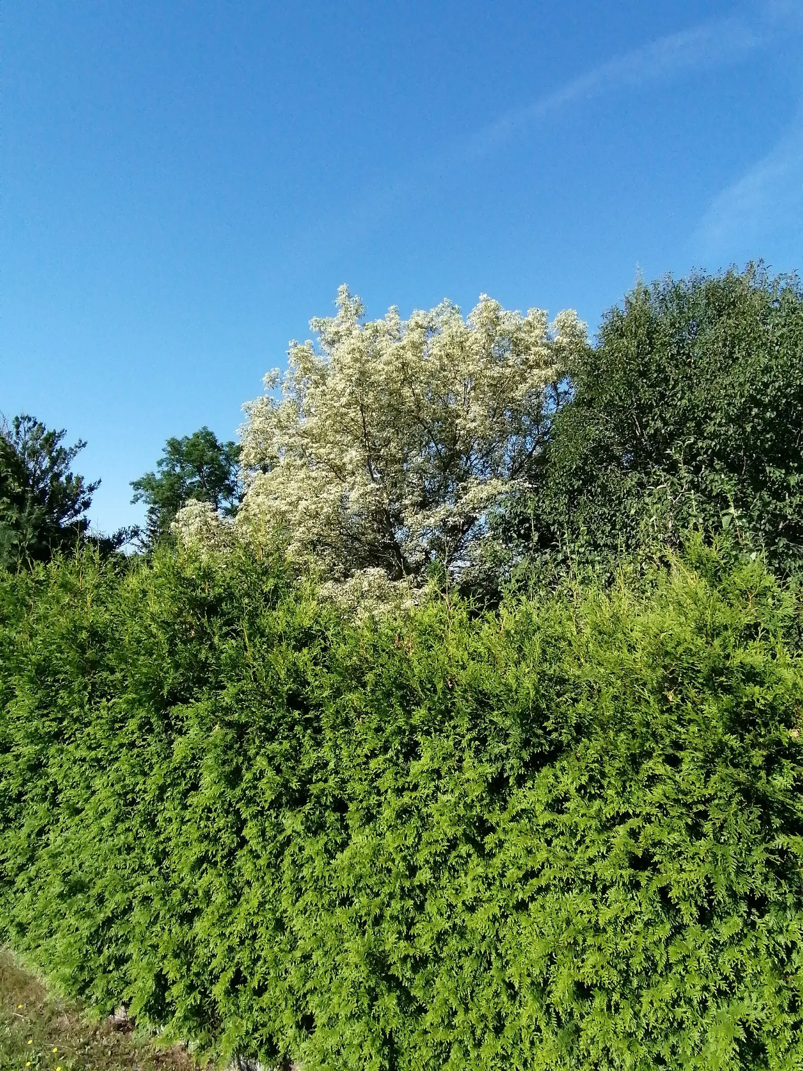Variegated Box Elder (Acer Negundo 'Variegatum') — contrasting sharply with its underlying light green predominant color