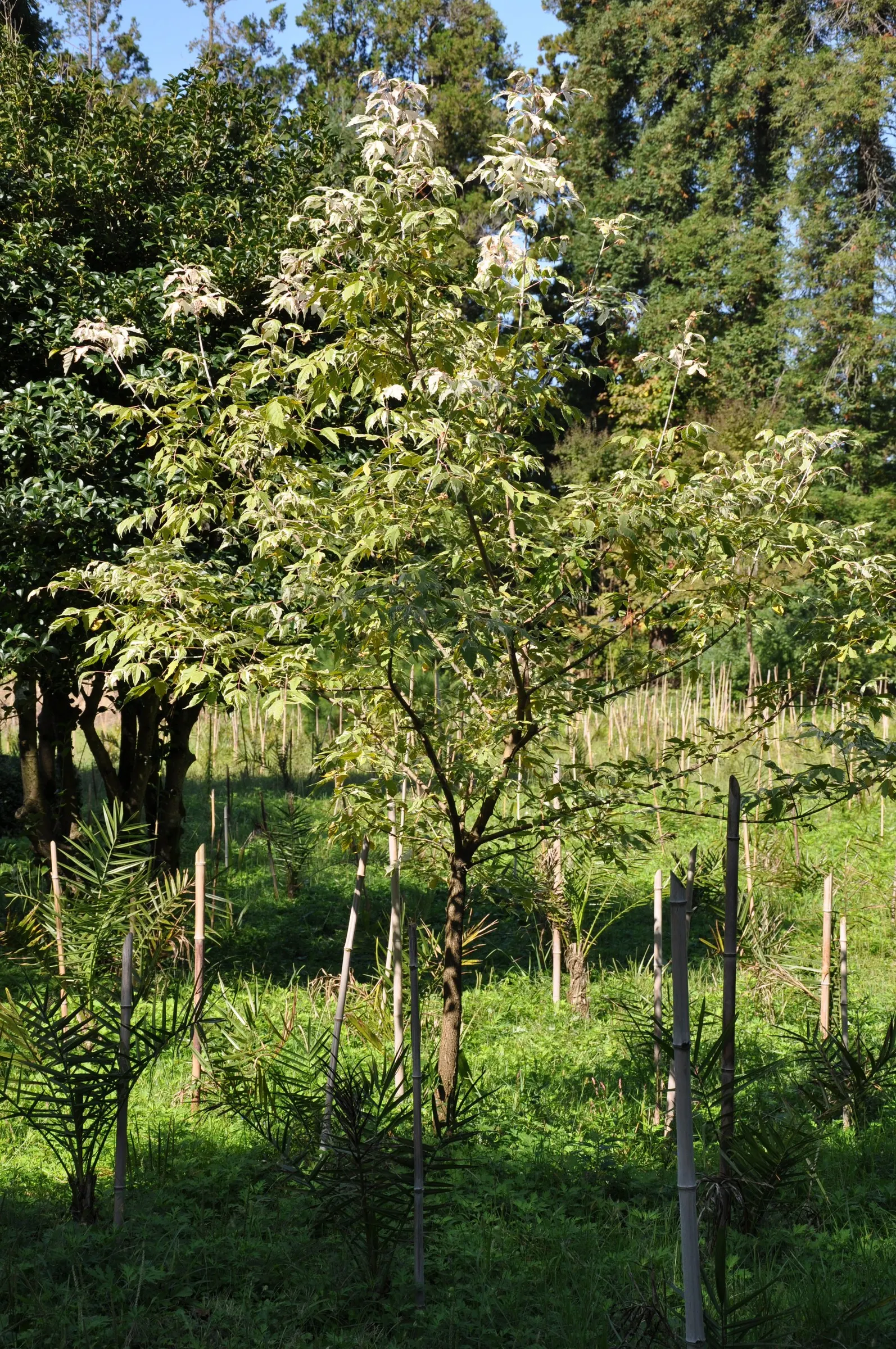 Variegated Box Elder (Acer Negundo 'Variegatum') — known for its striking foliage flecked with cream and green