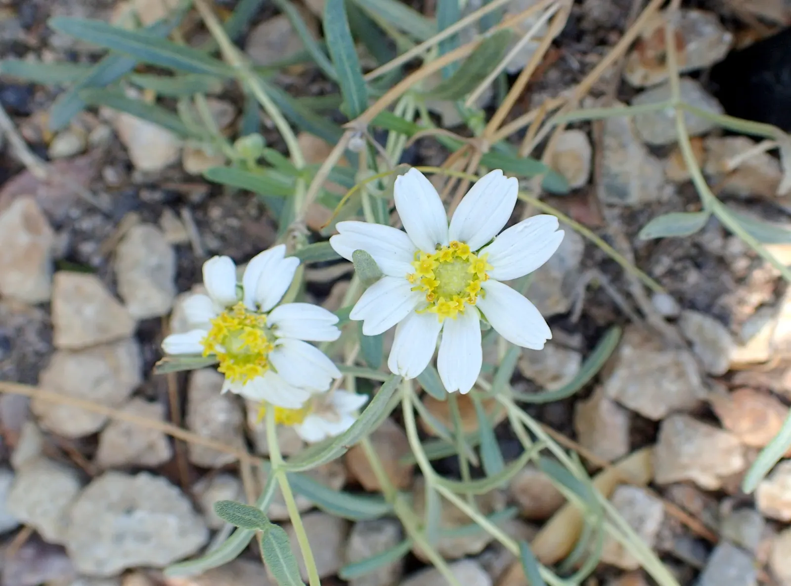Blackfoot Daisy (Melampodium Leucanthum) — providing a year-round backdrop of color
