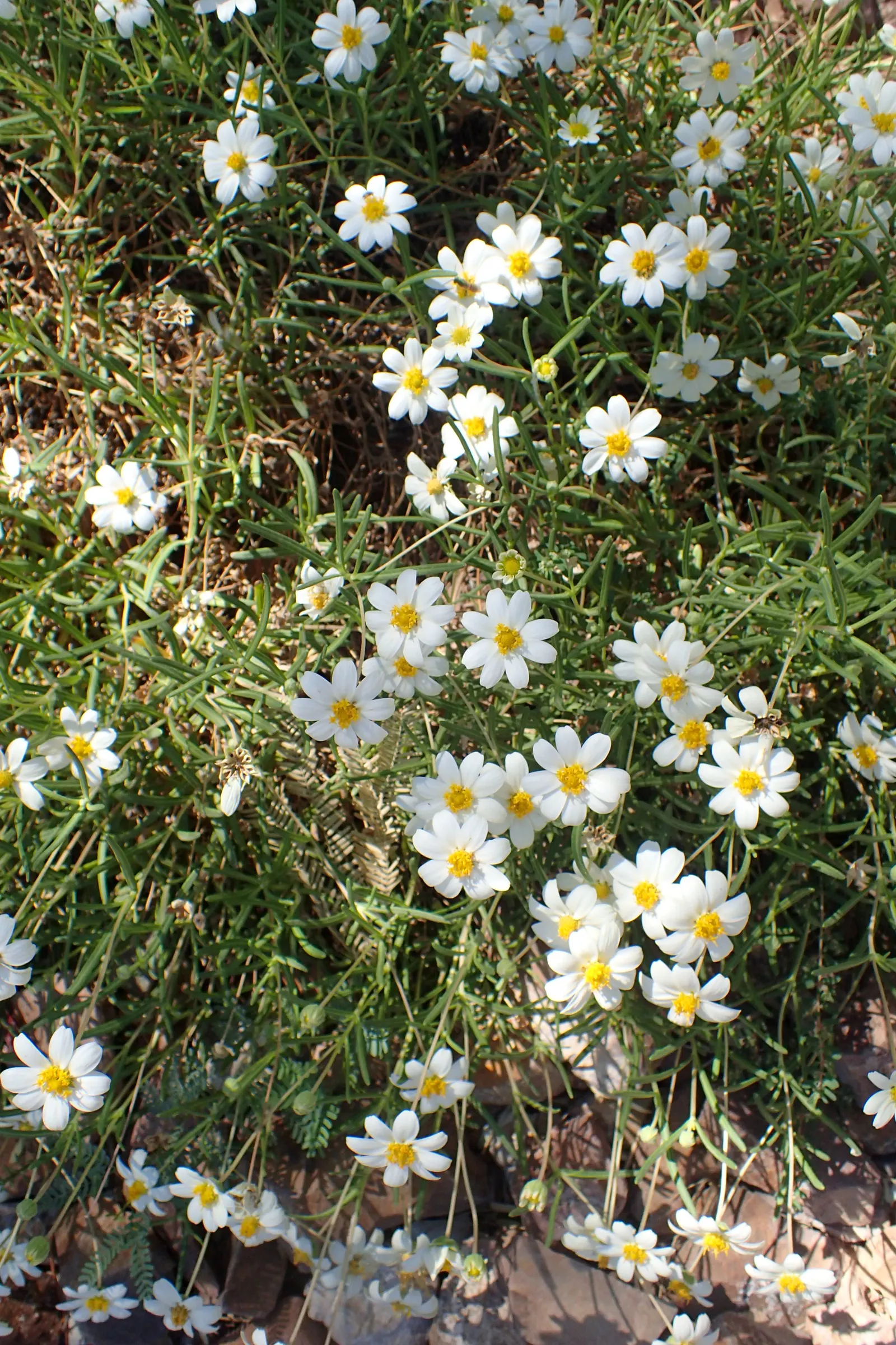 Blackfoot Daisy (Melampodium Leucanthum) — Minimal pruning promotes vibrant growth