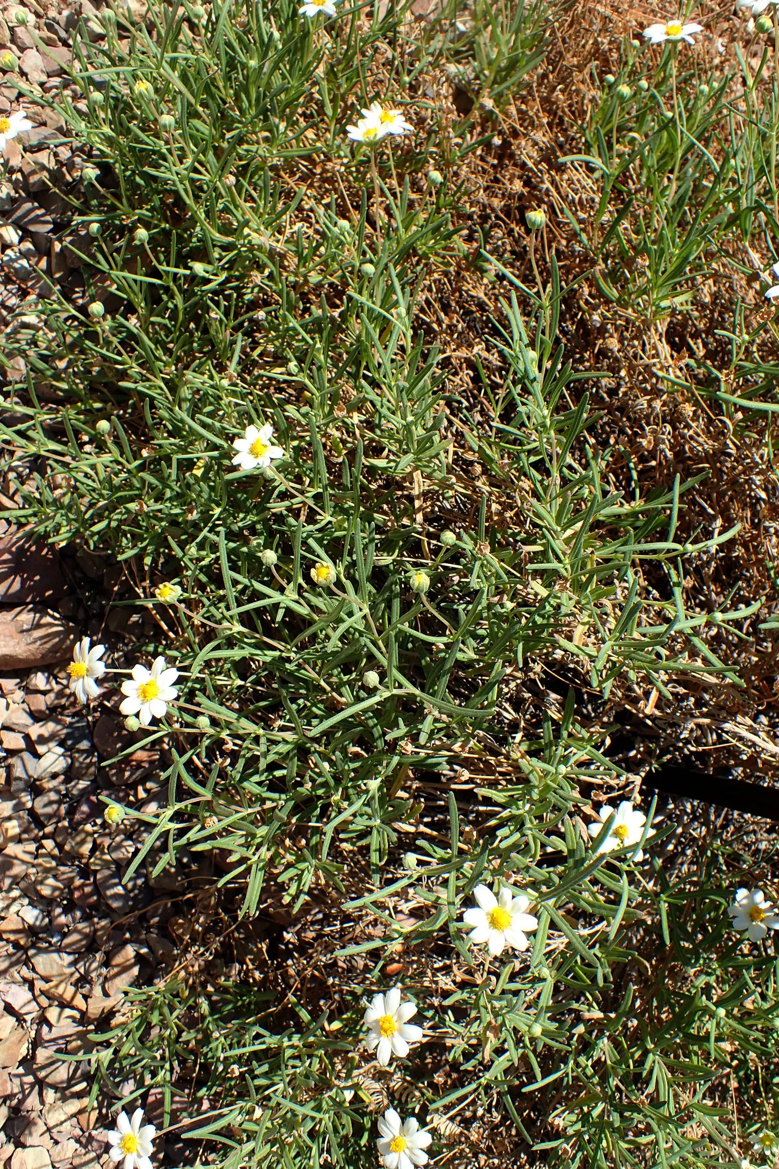 Blackfoot Daisy (Melampodium Leucanthum) — lance-shaped leaves create a delicate texture that complements its striking blossoms