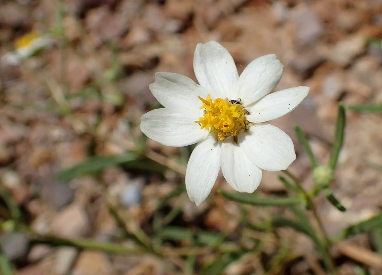 Blackfoot Daisy (Melampodium Leucanthum) — the Blackfoot Daisy reaches a mature size of about 6 to 12 inches in height and spreads 12 to 24 inches wide