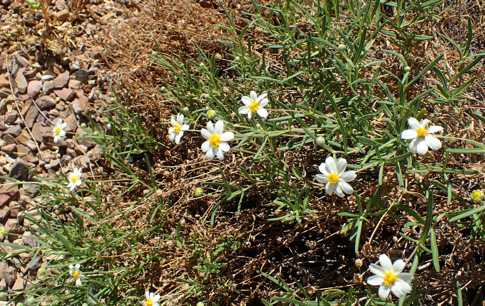 Blackfoot Daisy (Melampodium Leucanthum) — the Blackfoot Daisy provides a profusion of daisy-like flowers