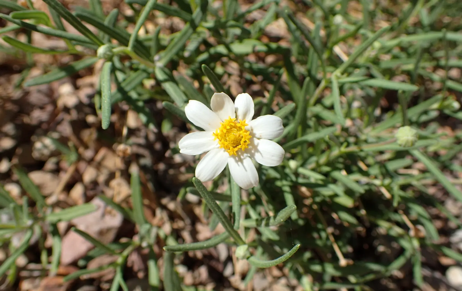 Blackfoot Daisy (Melampodium Leucanthum) — this durable plant thrives in USDA hardiness zones 5 through 10