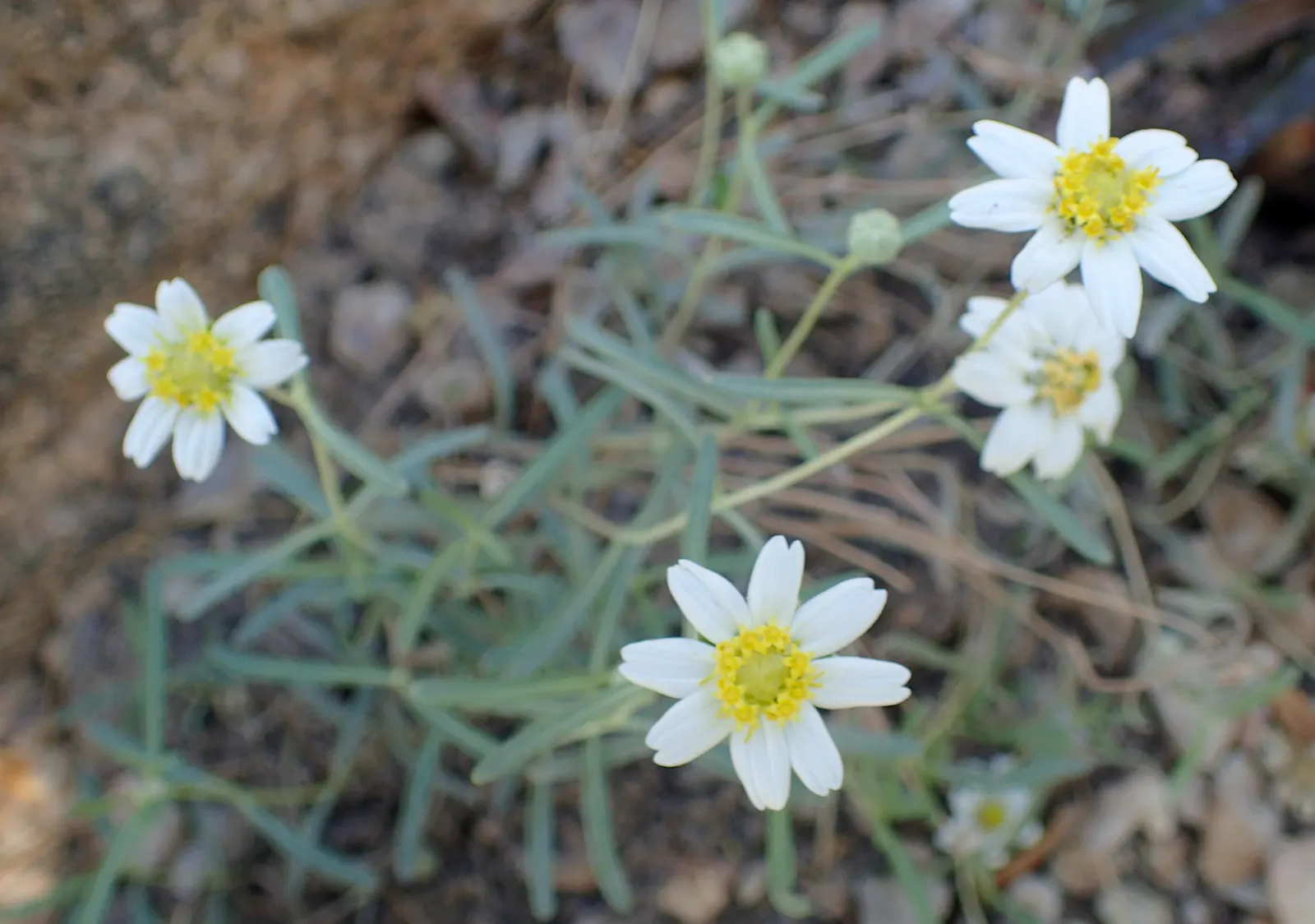 Blackfoot Daisy (Melampodium Leucanthum) — From early spring through fall