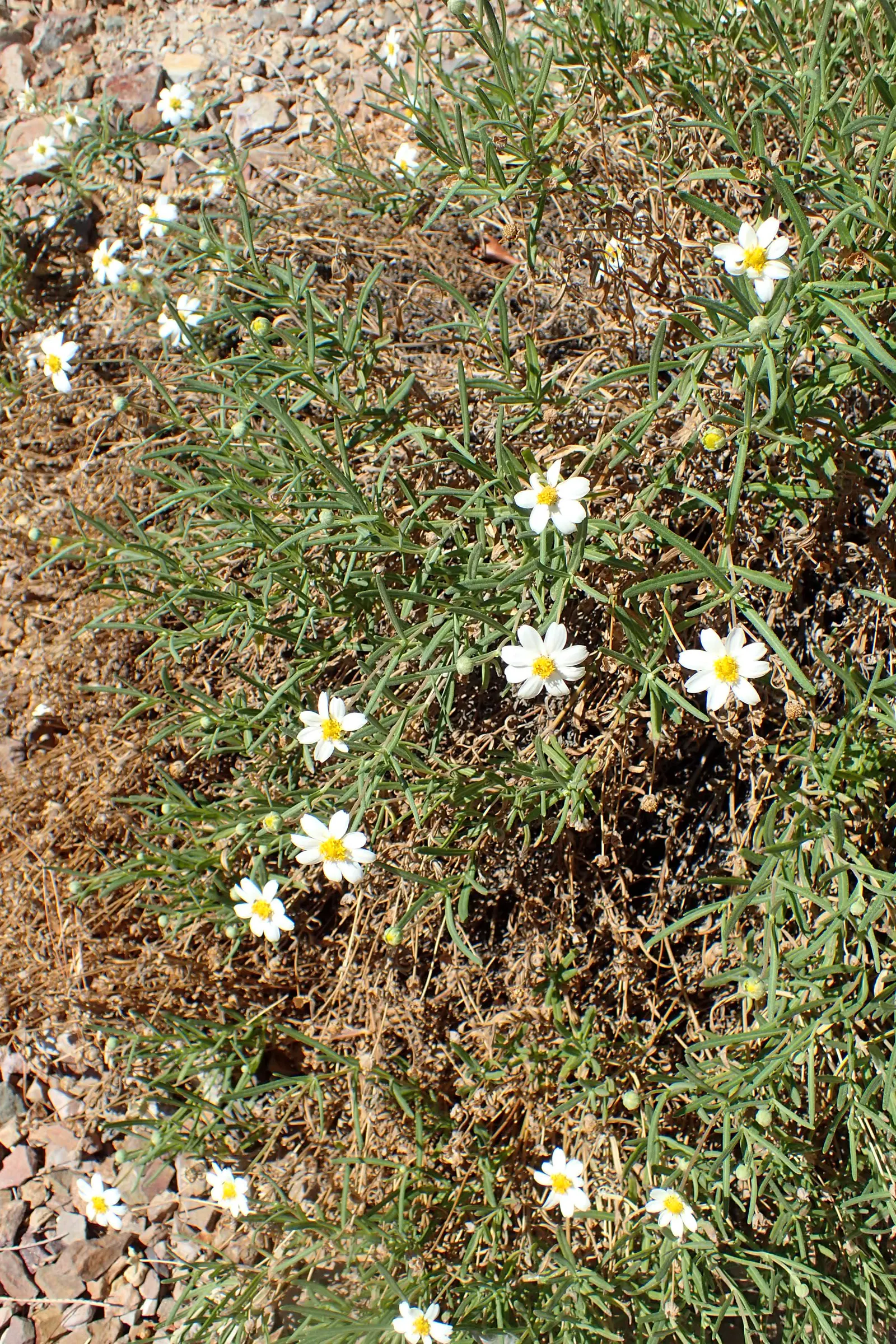 Blackfoot Daisy (Melampodium Leucanthum) — demonstrating notable heat and drought tolerance.<br><br>With a compact growth habit