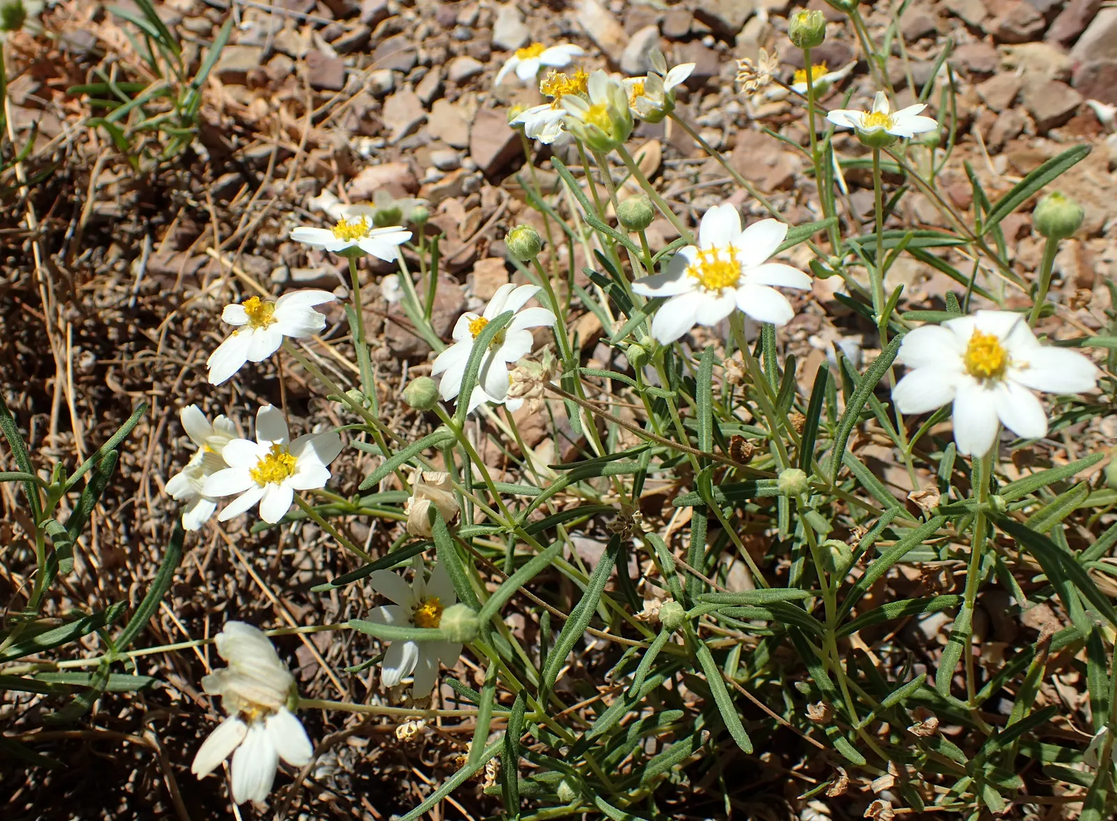 Blackfoot Daisy (Melampodium Leucanthum) — Hailing from the Southwestern United States and Northern Mexico