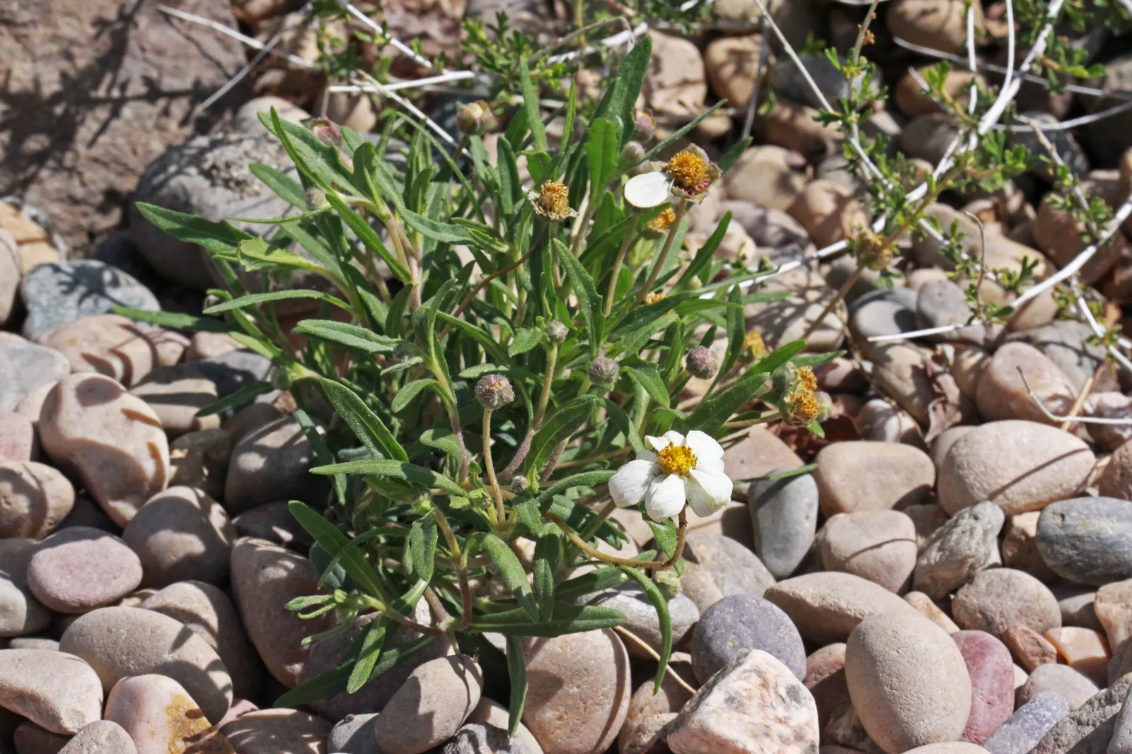 Blackfoot Daisy (Melampodium Leucanthum) — each featuring pure white petals surrounding sunny yellow centers