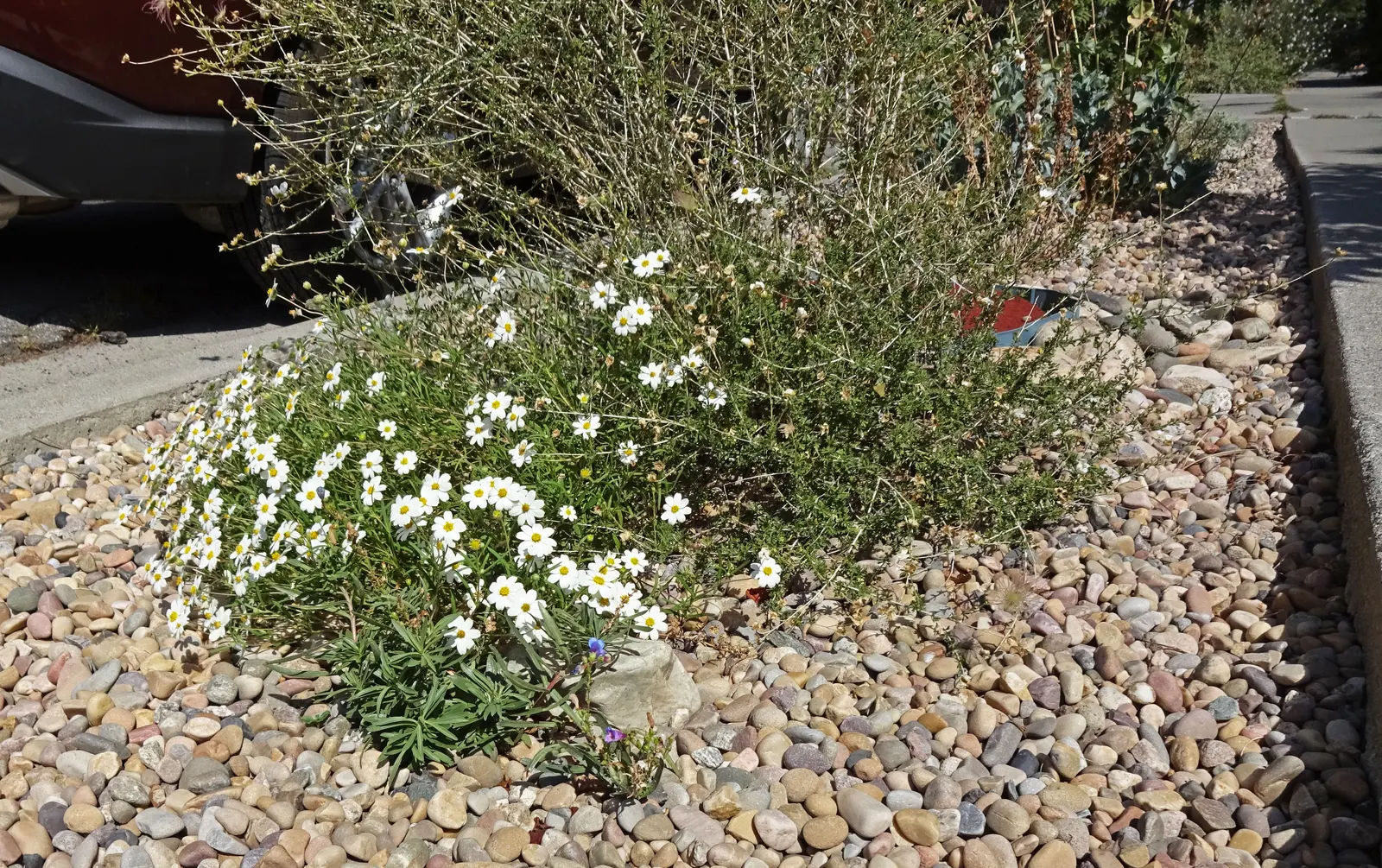 Blackfoot Daisy (Melampodium Leucanthum) — Maturing at 6-12 inches tall and wide, it's perfect for rock gardens or borders
