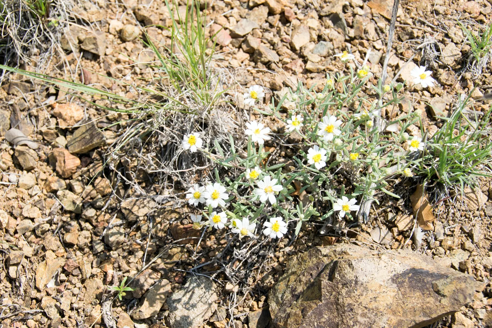 Blackfoot Daisy (Melampodium Leucanthum) — Hardy in zones 5-10, it attracts pollinators while resisting deer