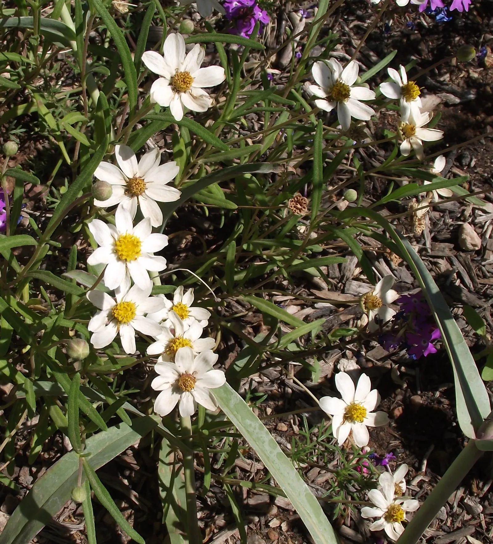 Blackfoot Daisy (Melampodium Leucanthum) — Blackfoot Daisy (Melampodium leucanthum) thrives in arid conditions, suitable for xeriscaping