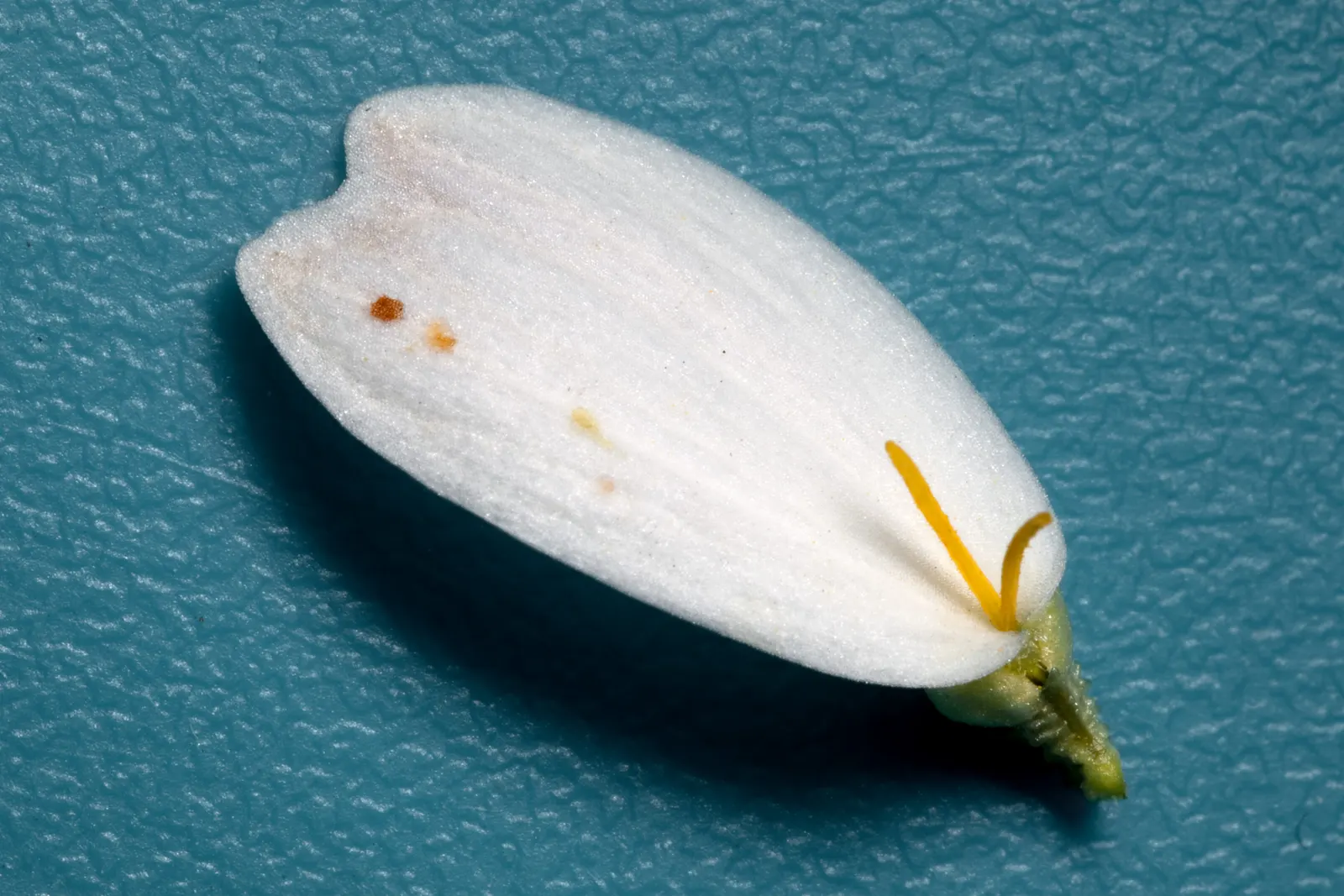 Blackfoot Daisy (Melampodium Leucanthum) — Ideal in full sun, it's drought-tolerant and requires well-drained soil