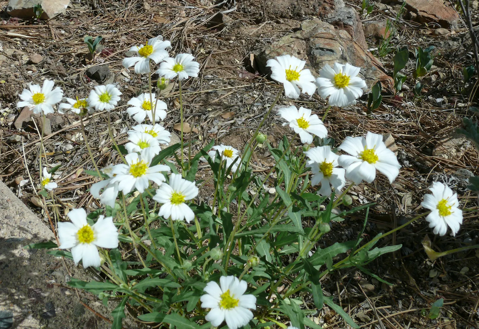 Blackfoot Daisy (Melampodium Leucanthum) — This perennial boasts white petals with sunny yellow centers, blooming March-November