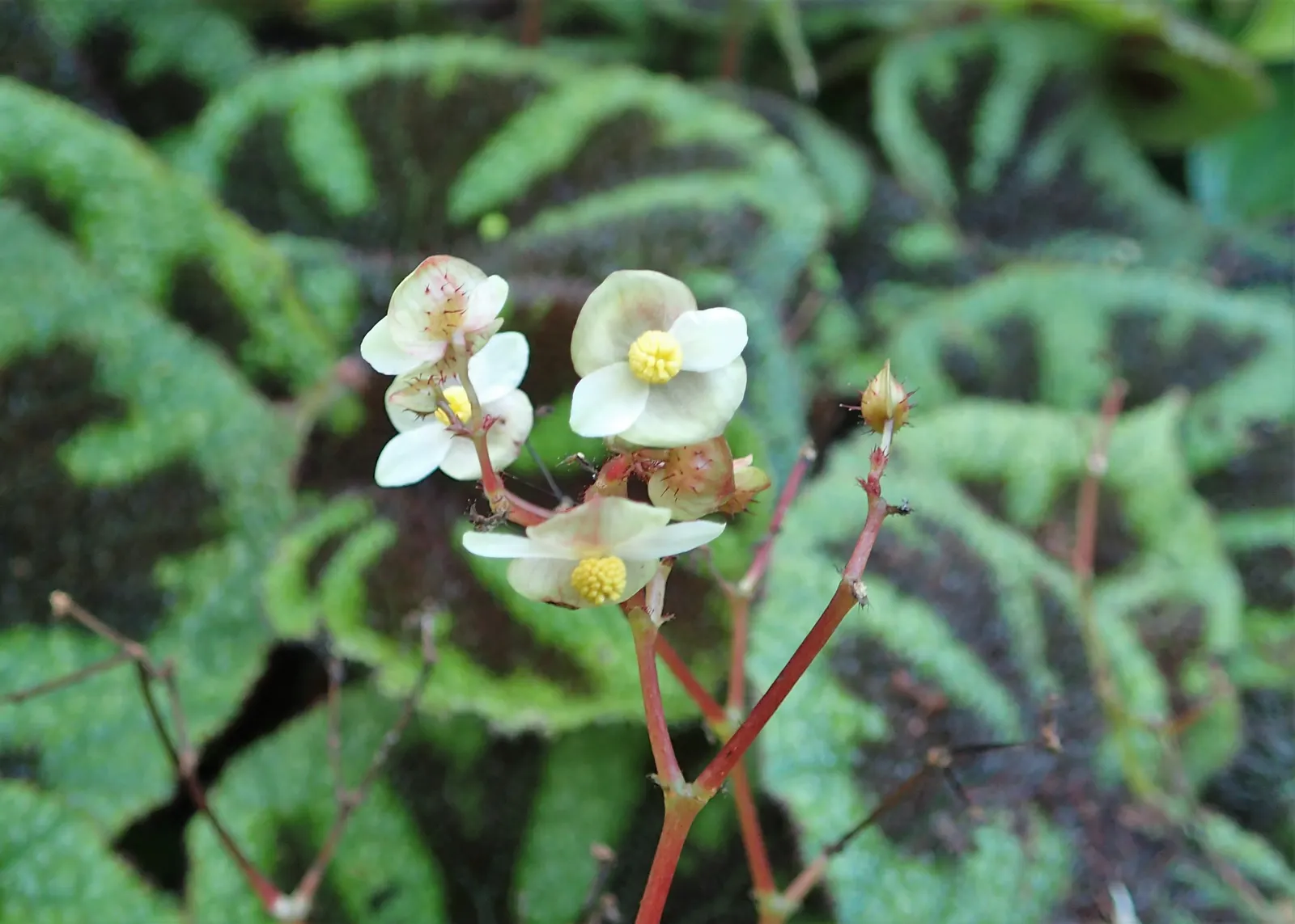 Iron Cross Begonia (Begonia Masoniana) — avoiding water logging as it may lead to root rot; making them an excellent choice for ground cover or for accenting
