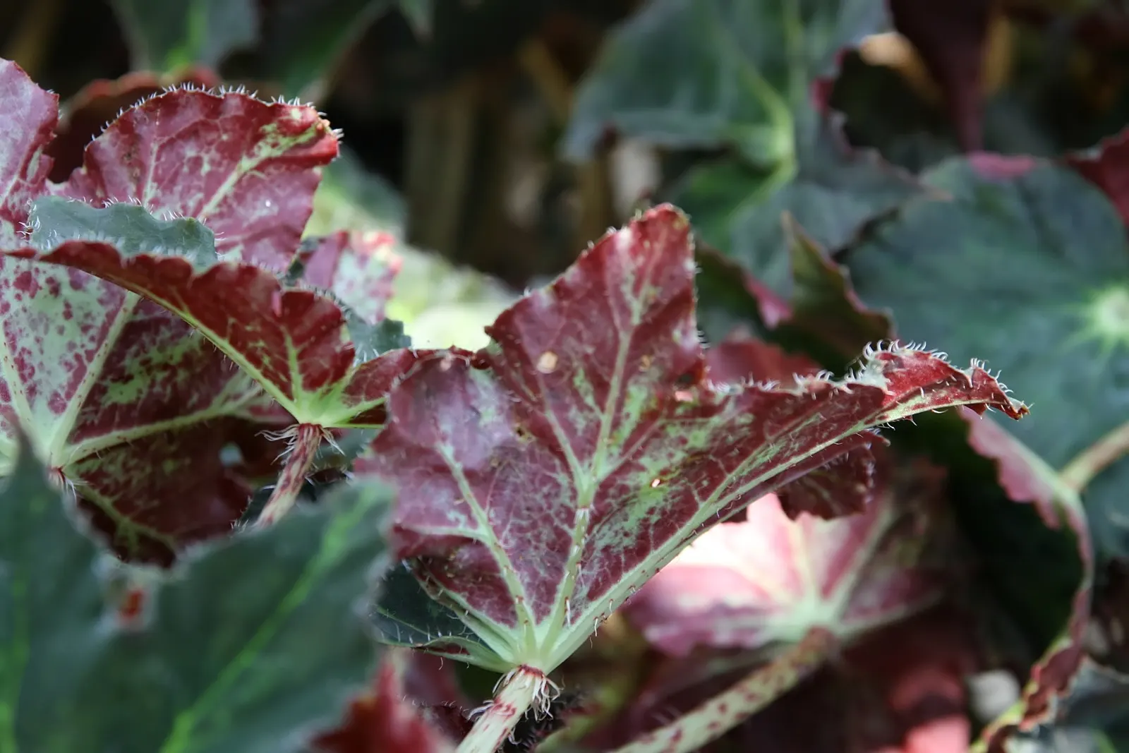 Iron Cross Begonia (Begonia Masoniana) — which makes a striking addition to any landscape design; making them an excellent choice for ground cover or for