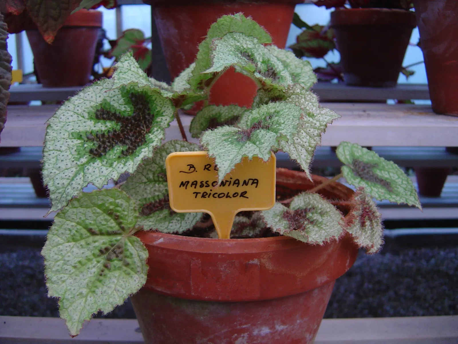 Iron Cross Begonia (Begonia Masoniana) — particularly suited for shaded areas or as an under-planting for taller shrubs