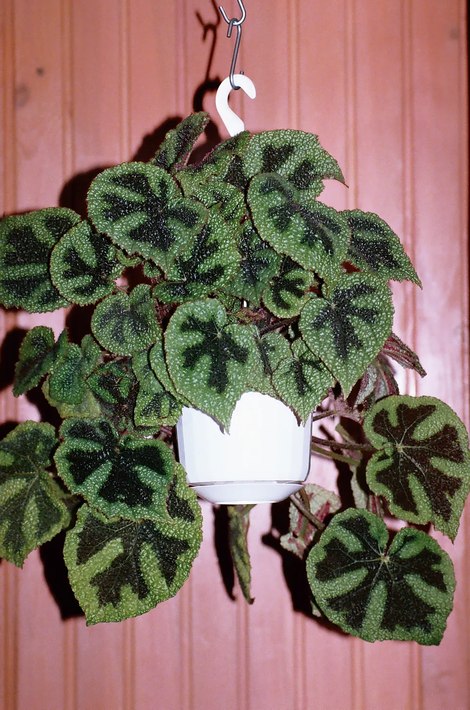 Iron Cross Begonia (Begonia Masoniana) — This striking plant thrives in well-drained, humus-rich soil and requires consistent moisture