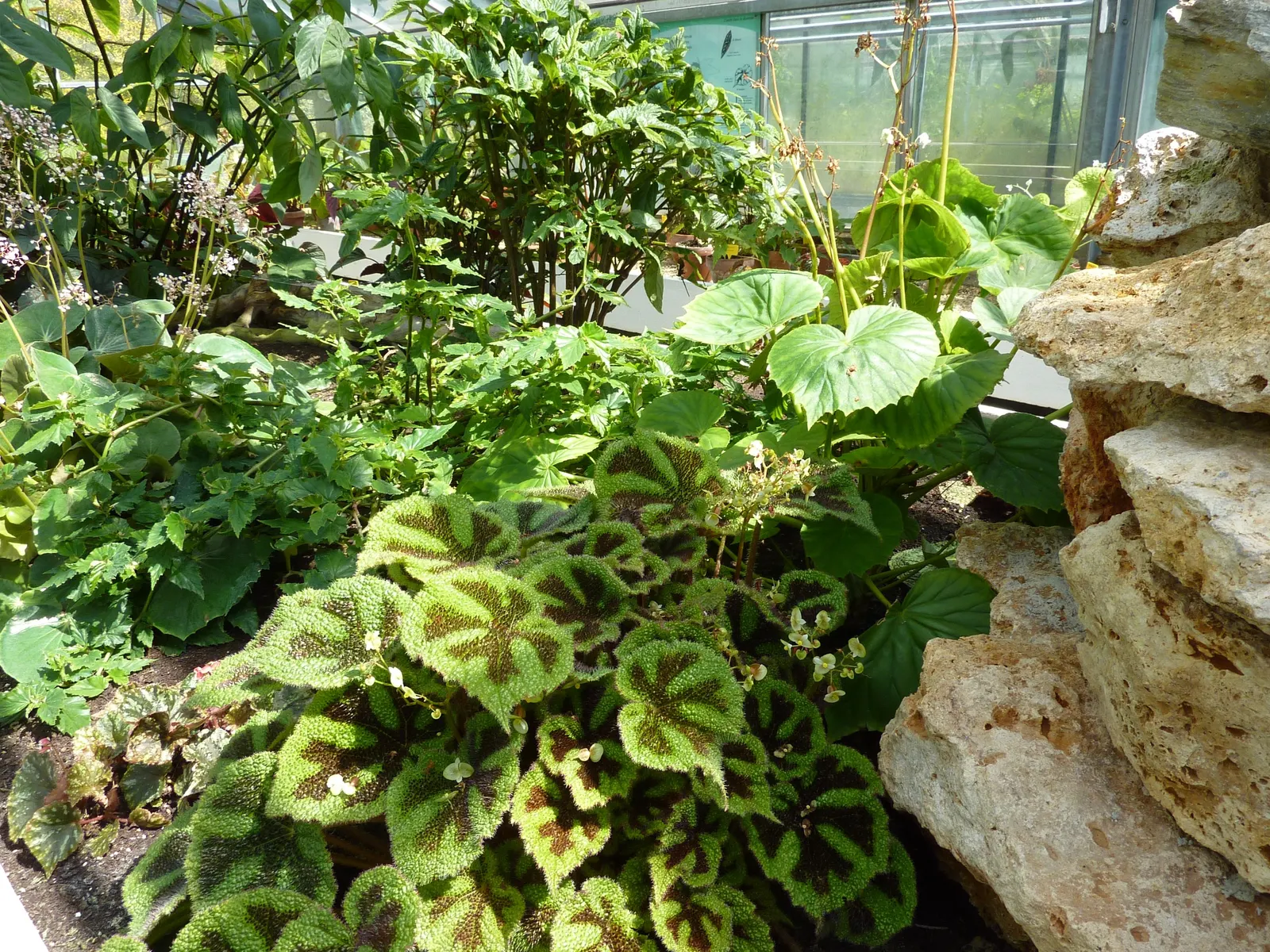 Iron Cross Begonia (Begonia Masoniana) — pebbly-textured leaf surface; this striking plant thrives in well-drained, humus-rich soil and requires consistent