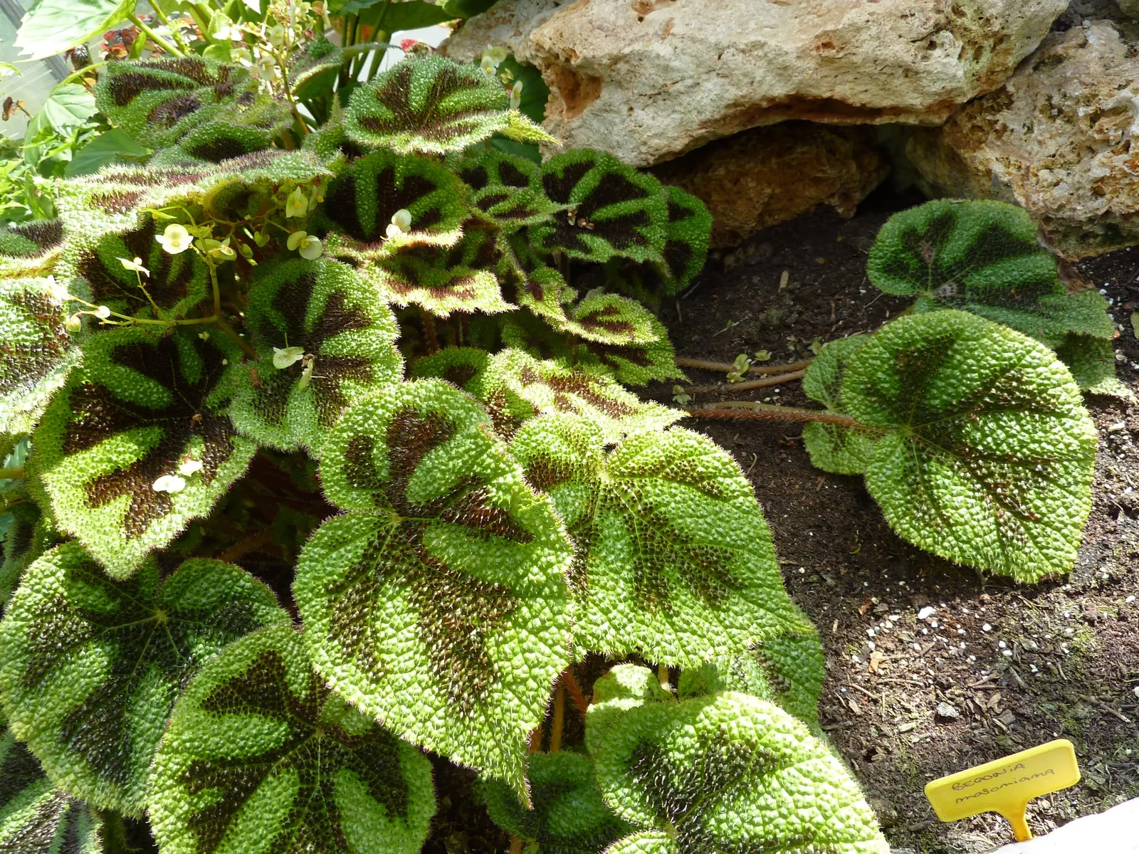 Iron Cross Begonia (Begonia Masoniana) — particularly suited for shaded areas or as an under-planting for taller shrubs; it is hardy in USDA zones 10 through